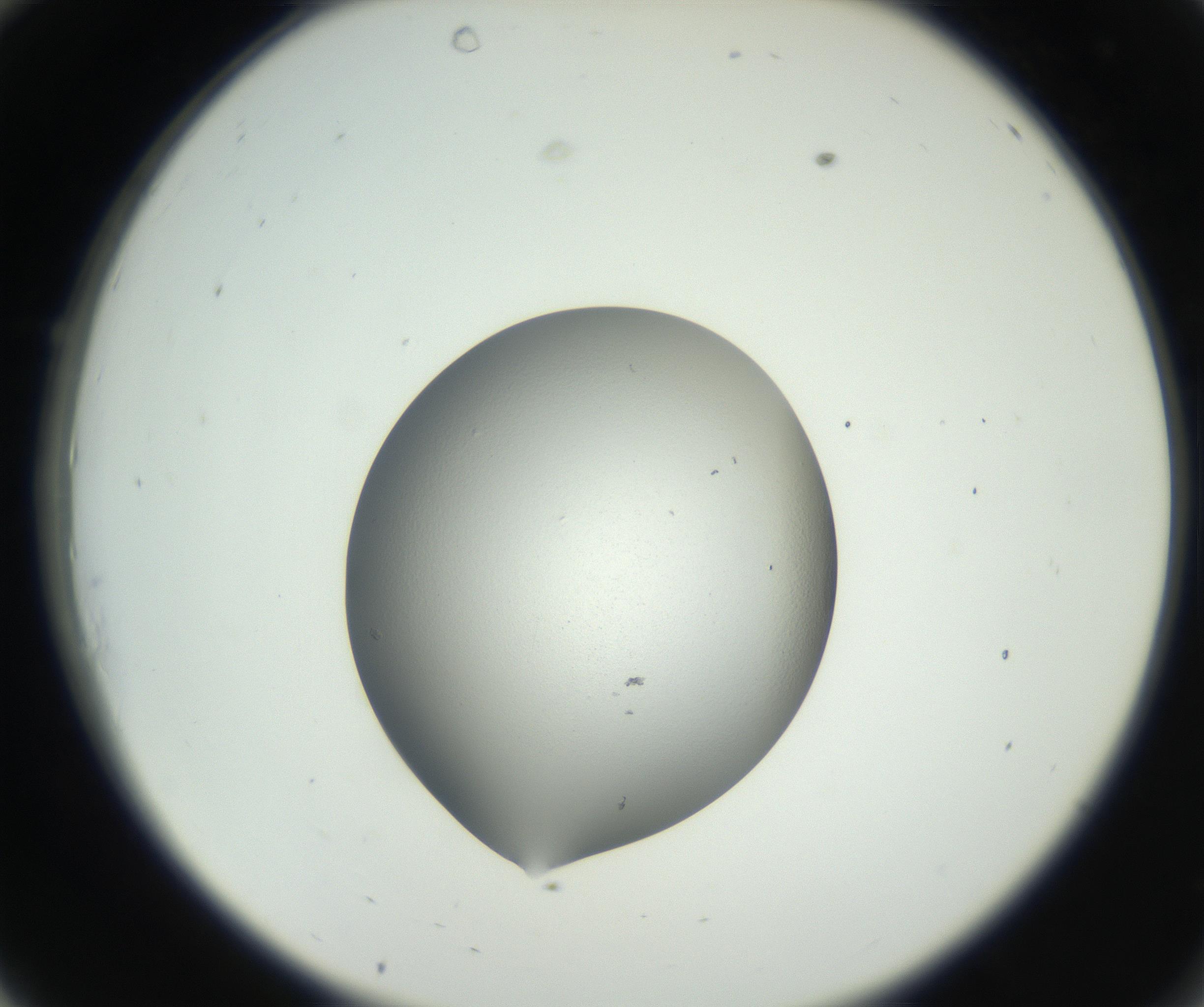 RI01_03_000_0212_Proj1_Clon1_MC_0000MC102706_003_160905_10_03_02_00_99_002_001_RAI.jpg