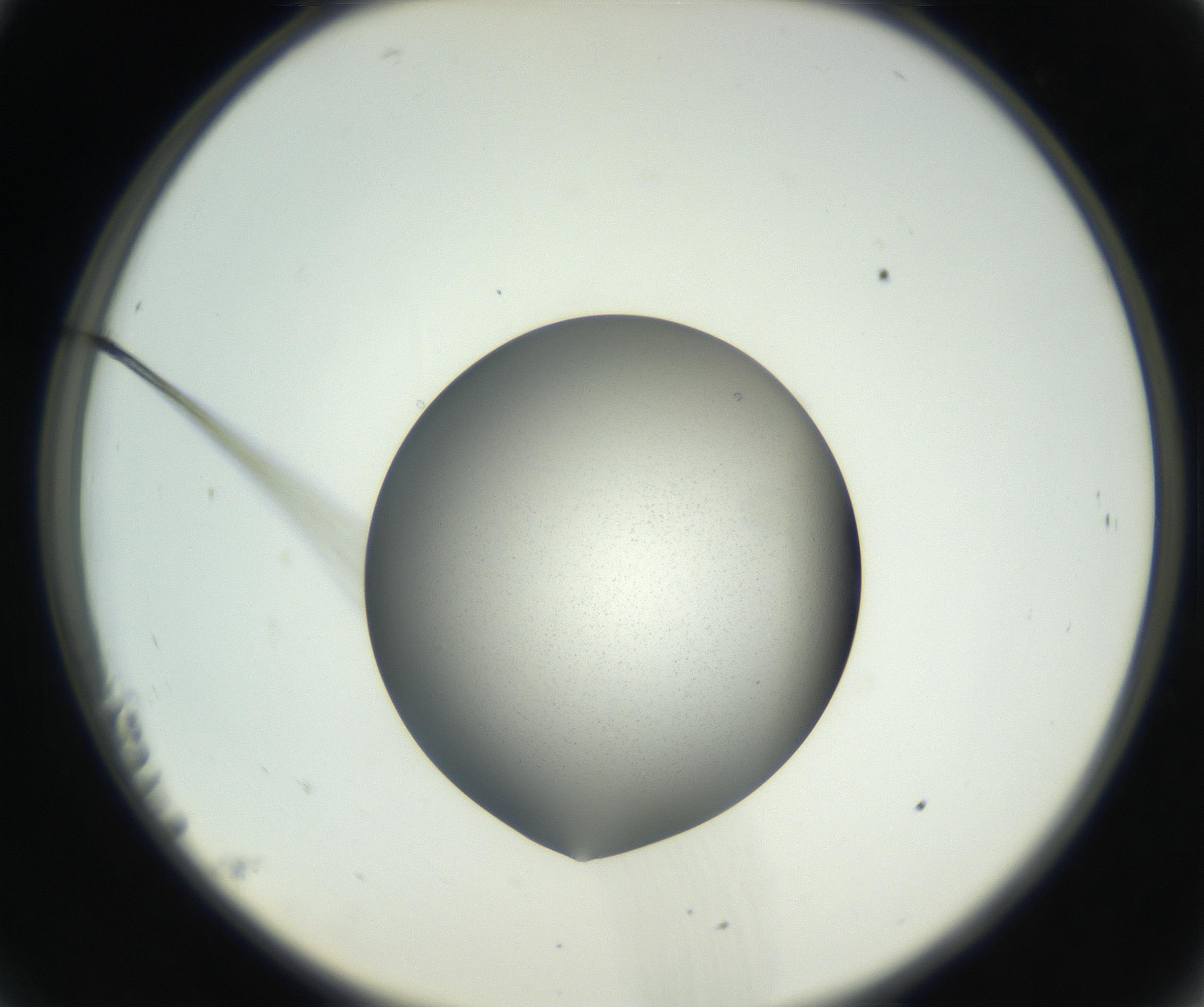 RI01_03_000_0212_Proj1_Clon1_MC_0000MC102706_003_160905_11_02_02_00_99_002_001_RAI.jpg