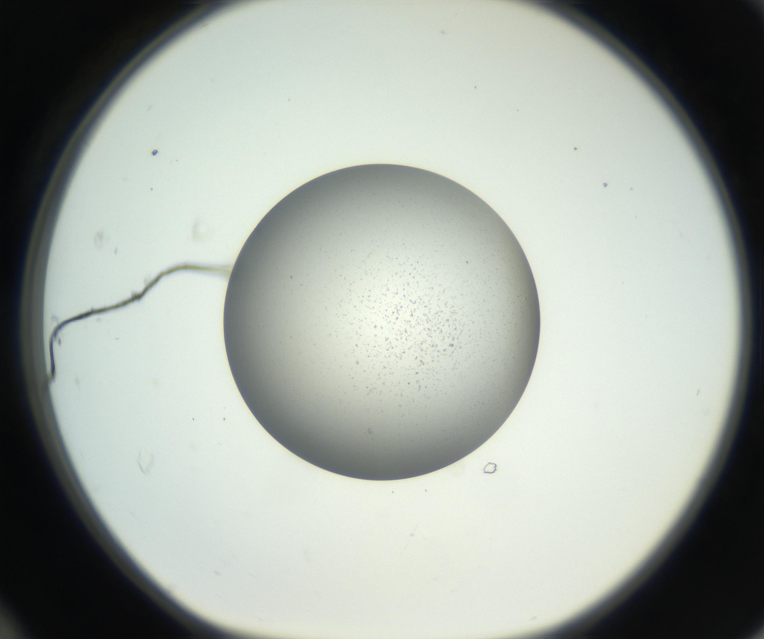 RI01_03_000_0212_Proj1_Clon1_MC_0000MC102706_003_160905_12_04_01_00_99_002_001_RAI.jpg