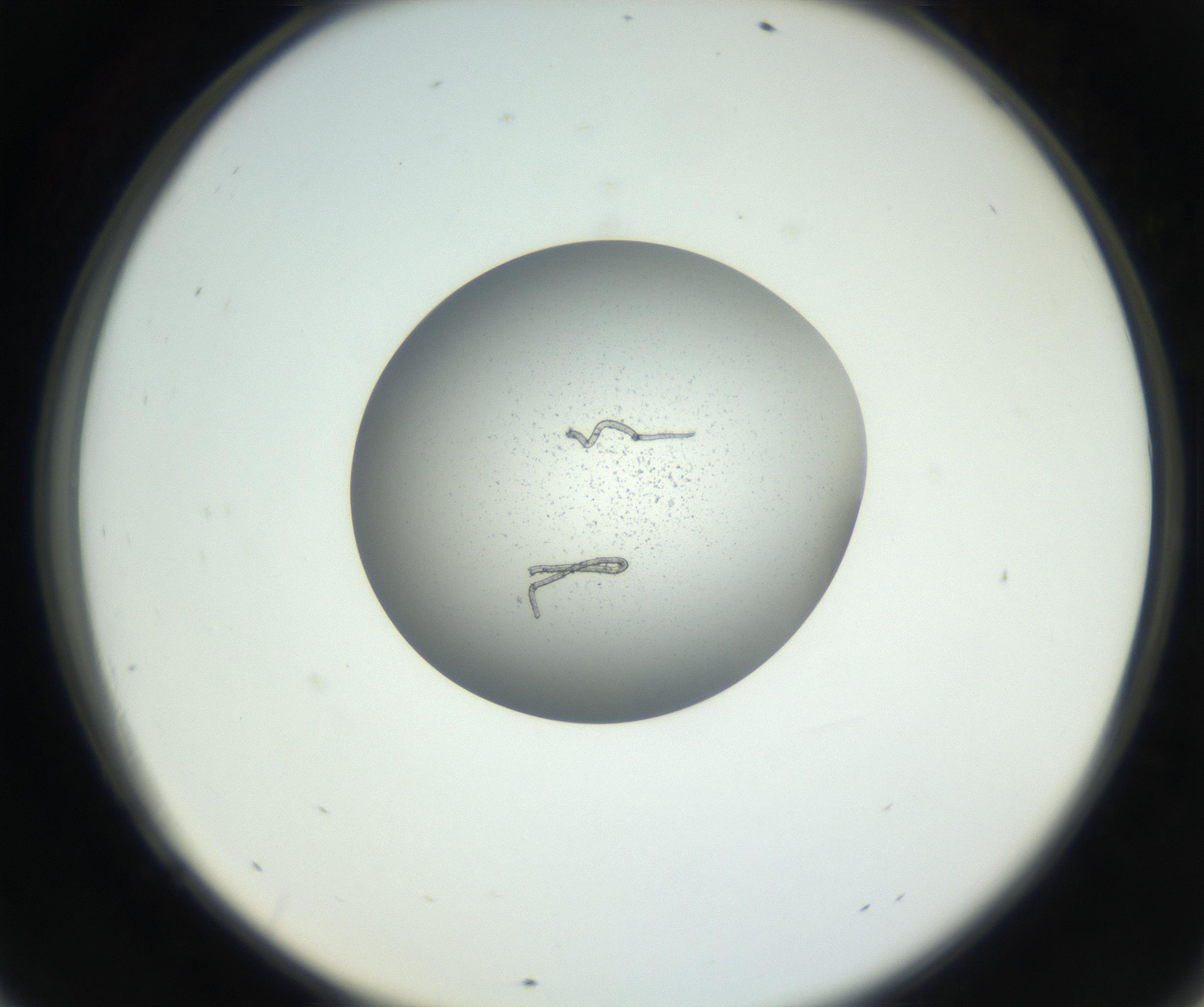 RI01_03_000_0212_Proj1_Clon1_MC_0000MC102708_003_160905_09_06_02_00_99_002_001_RAI.jpg