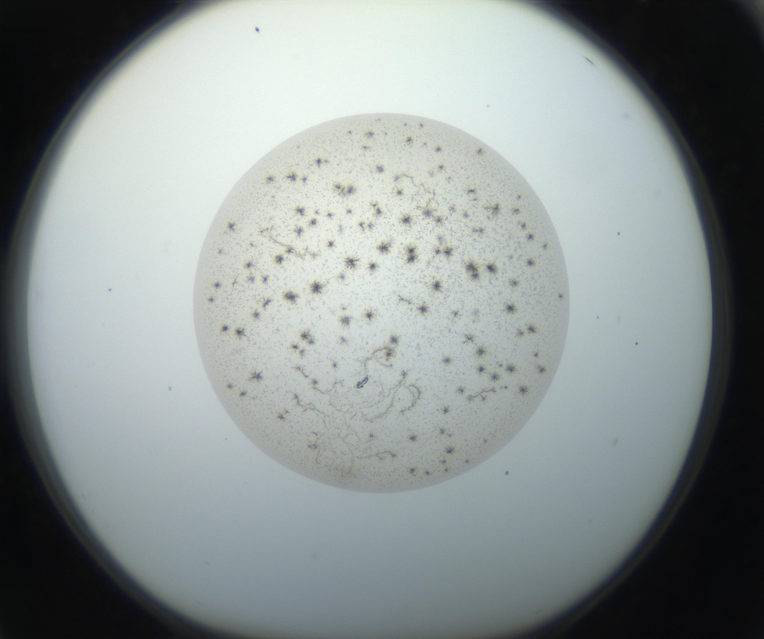 RI01_03_000_0212_Proj1_Clon1_MC_0000MC102709_002_160903_04_06_01_00_99_002_001_RAI.jpg