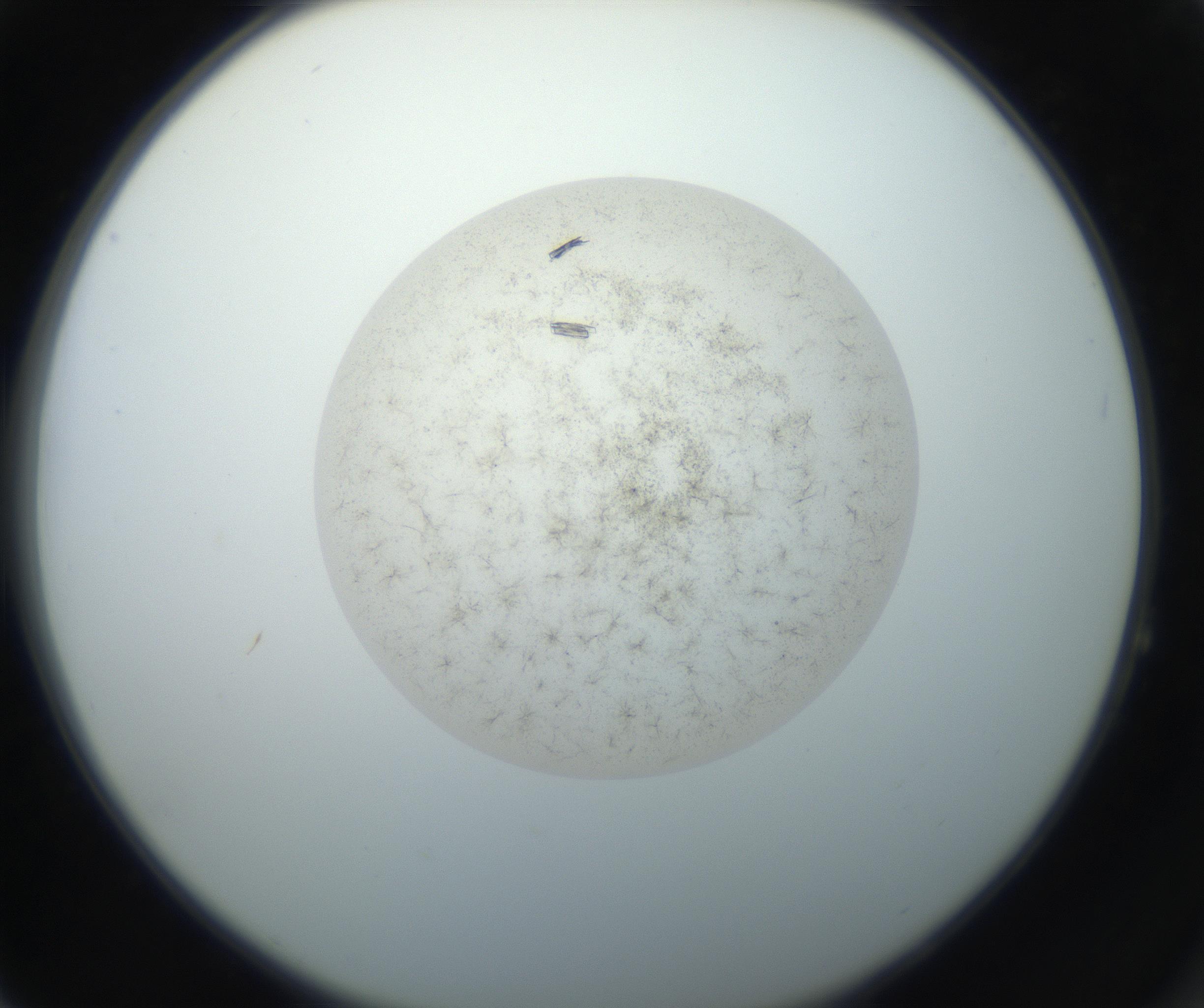 RI01_03_000_0212_Proj1_Clon1_MC_0000MC102709_002_160903_04_06_02_00_99_002_001_RAI.jpg