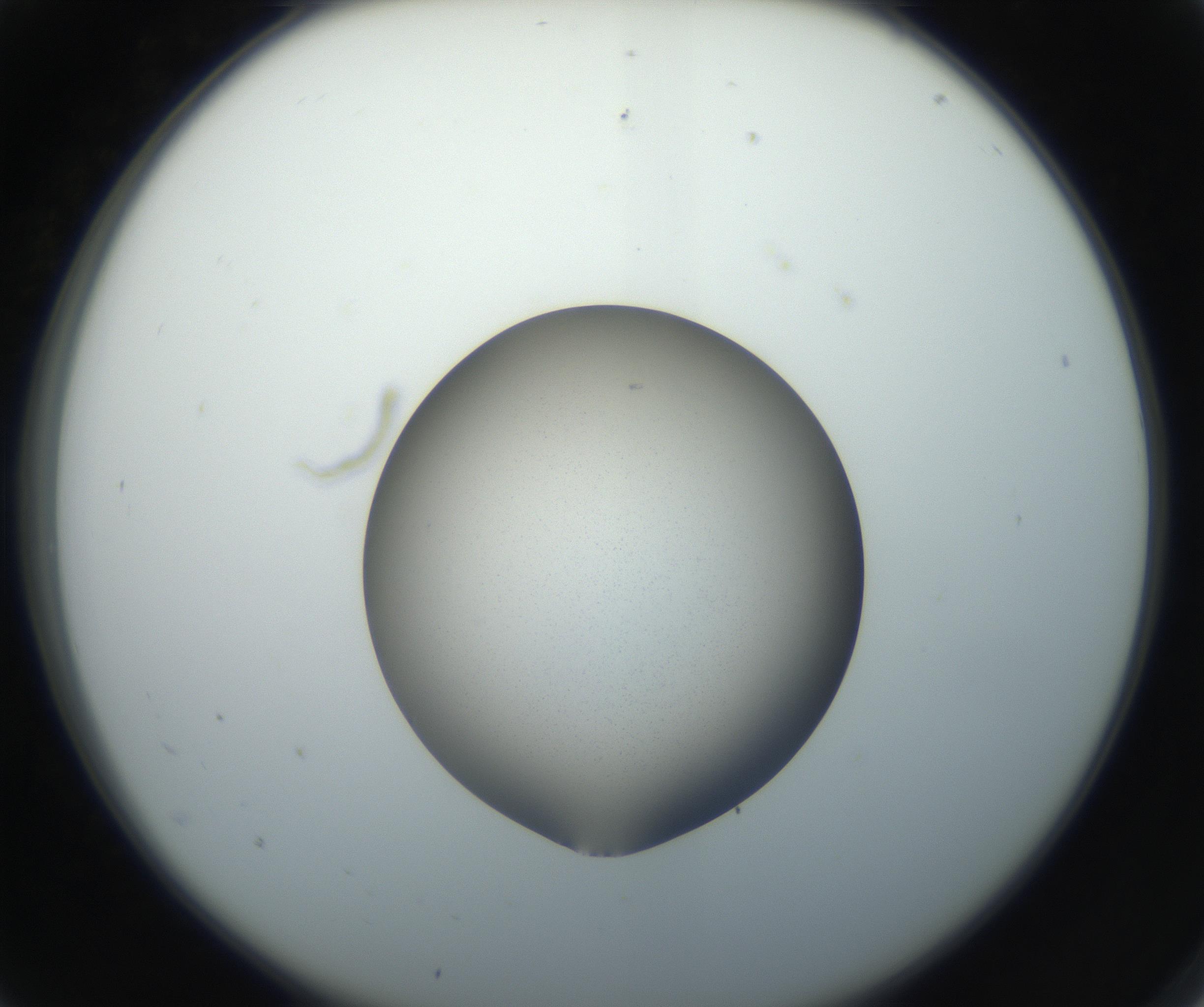 RI01_03_000_0212_Proj1_Clon1_MC_0000MC102709_002_160903_05_01_02_00_99_002_001_RAI.jpg