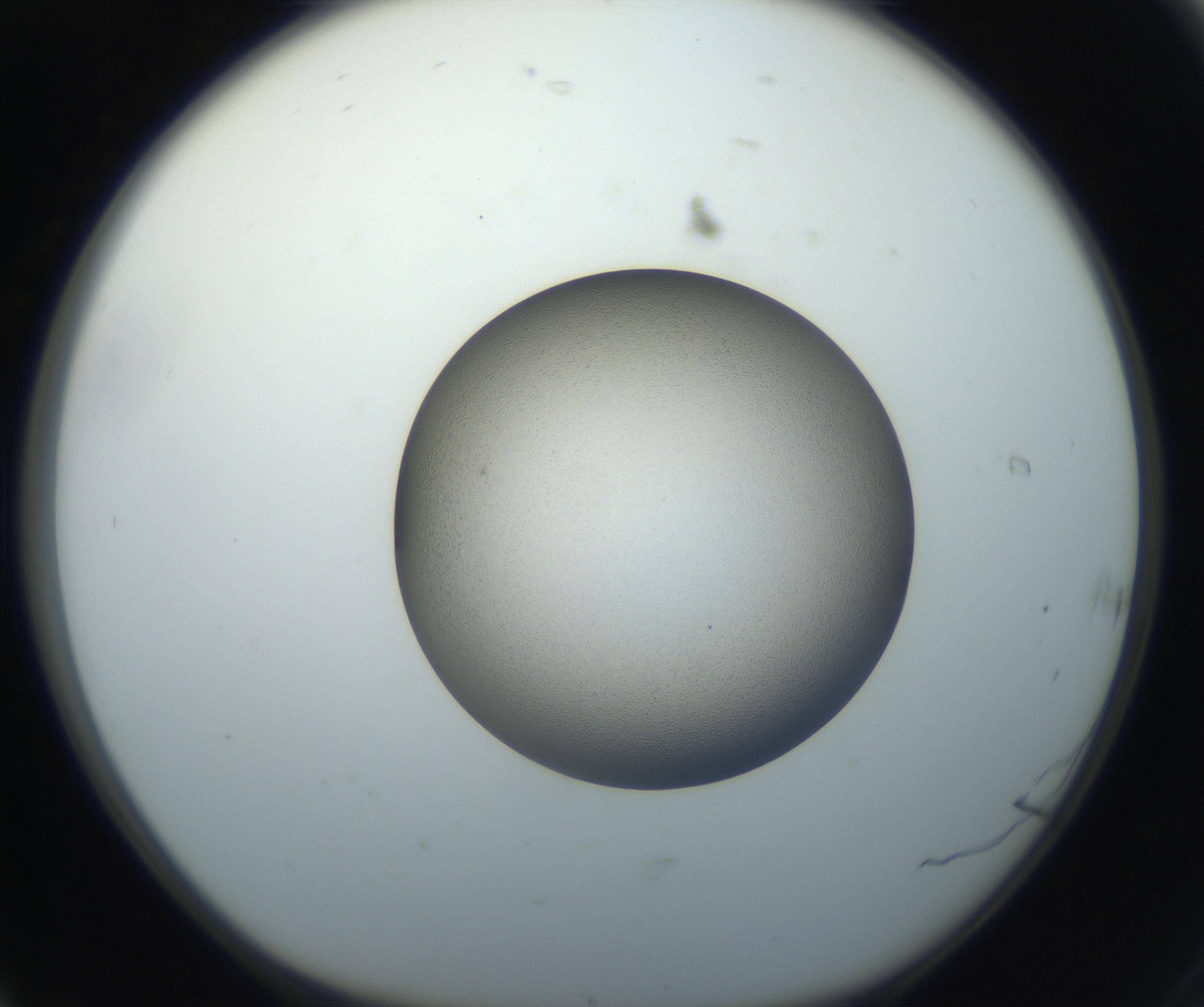 RI01_03_000_0212_Proj1_Clon1_MC_0000MC102709_002_160903_06_01_01_00_99_002_001_RAI.jpg