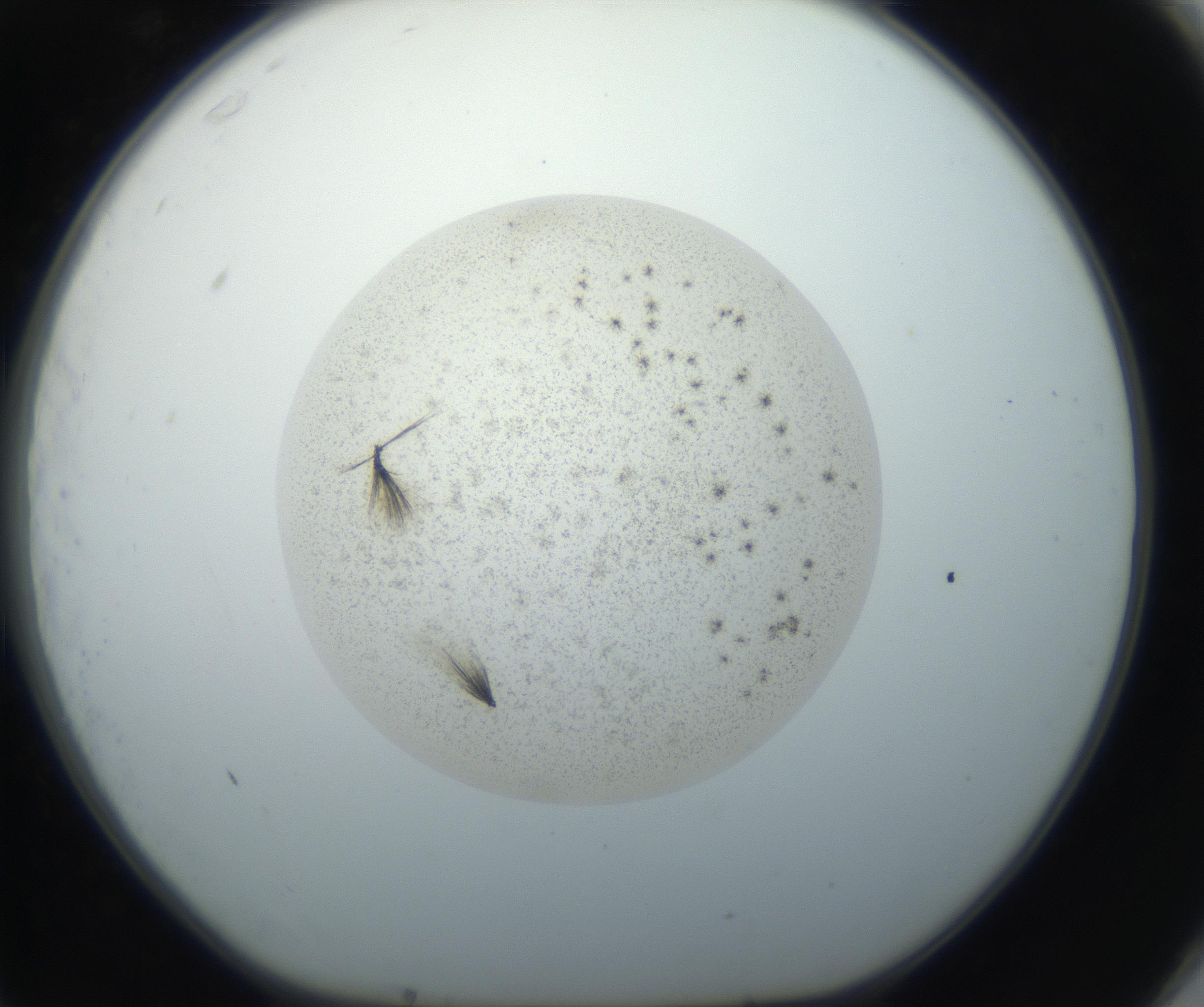 RI01_03_000_0212_Proj1_Clon1_MC_0000MC102709_002_160903_11_07_01_00_99_002_001_RAI.jpg