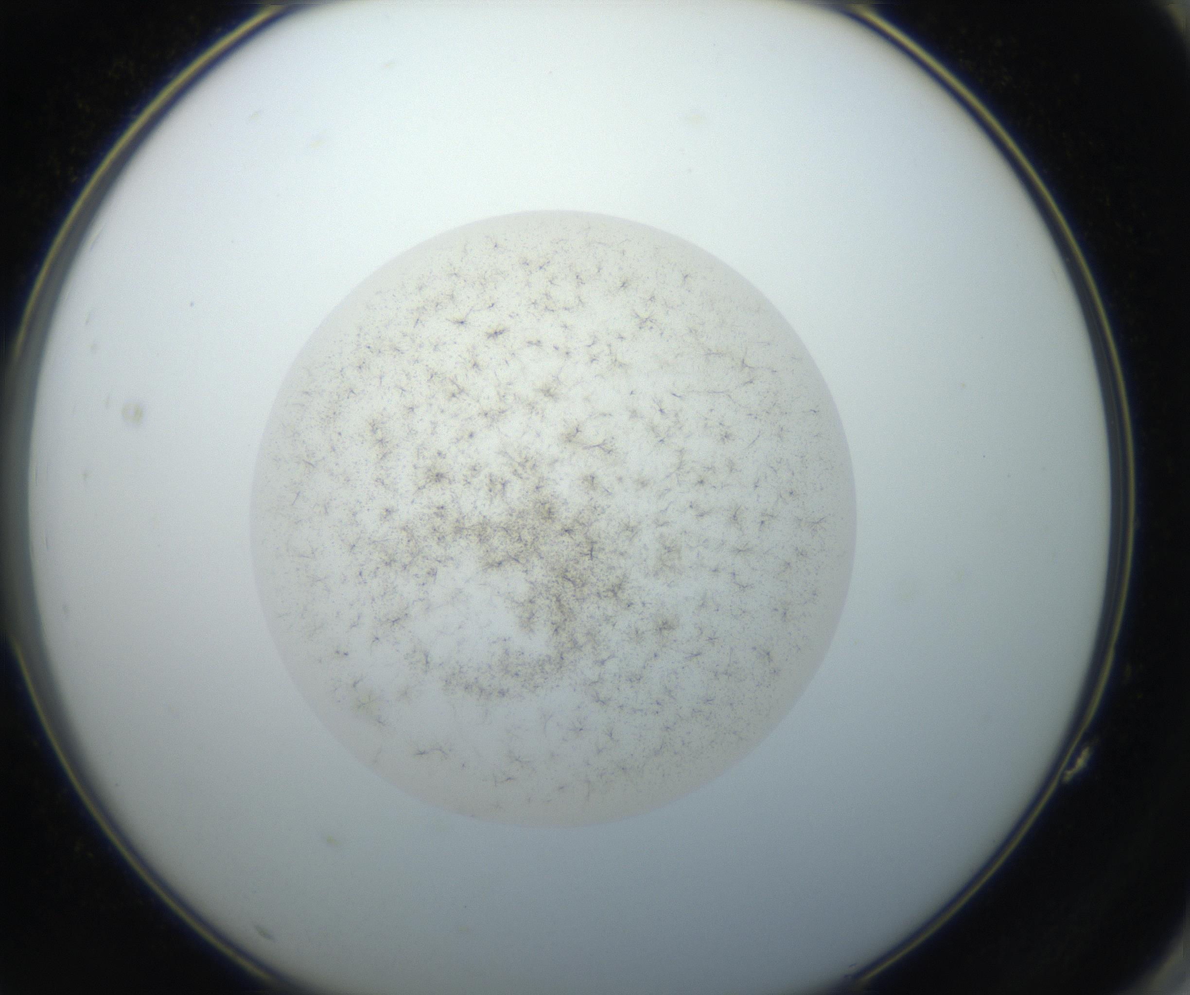RI01_03_000_0212_Proj1_Clon1_MC_0000MC102709_002_160903_11_07_02_00_99_002_001_RAI.jpg