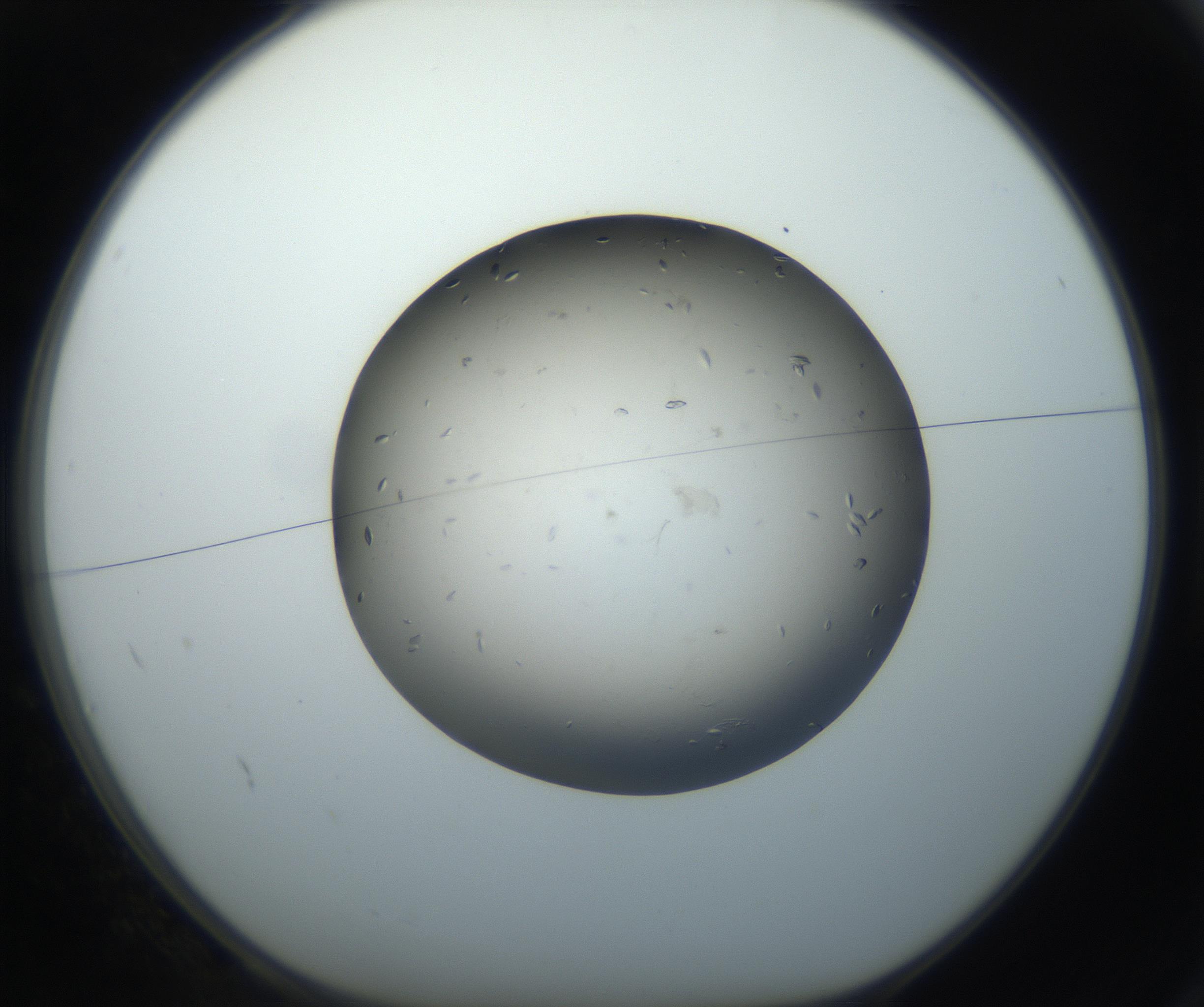 RI01_03_000_0212_Proj1_Clon1_MC_0000MC102711_002_160909_02_01_01_00_99_002_001_RAI.jpg