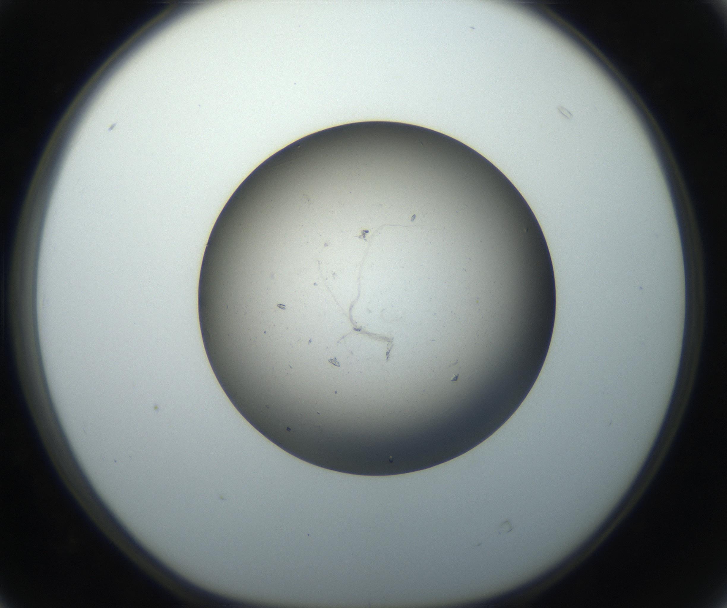 RI01_03_000_0212_Proj1_Clon1_MC_0000MC102711_002_160909_04_04_01_00_99_002_001_RAI.jpg