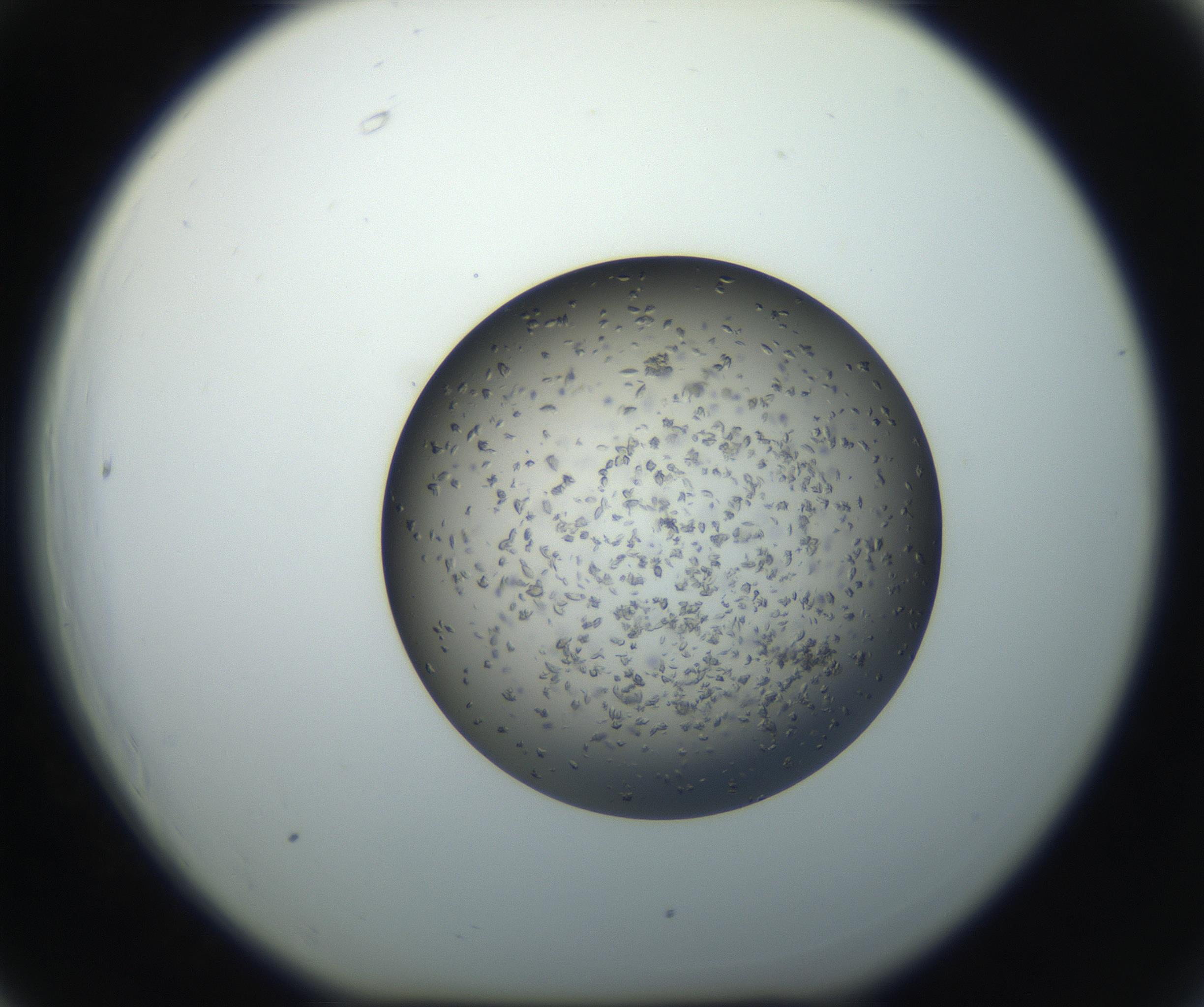RI01_03_000_0212_Proj1_Clon1_MC_0000MC102711_002_160909_06_06_01_00_99_002_001_RAI.jpg