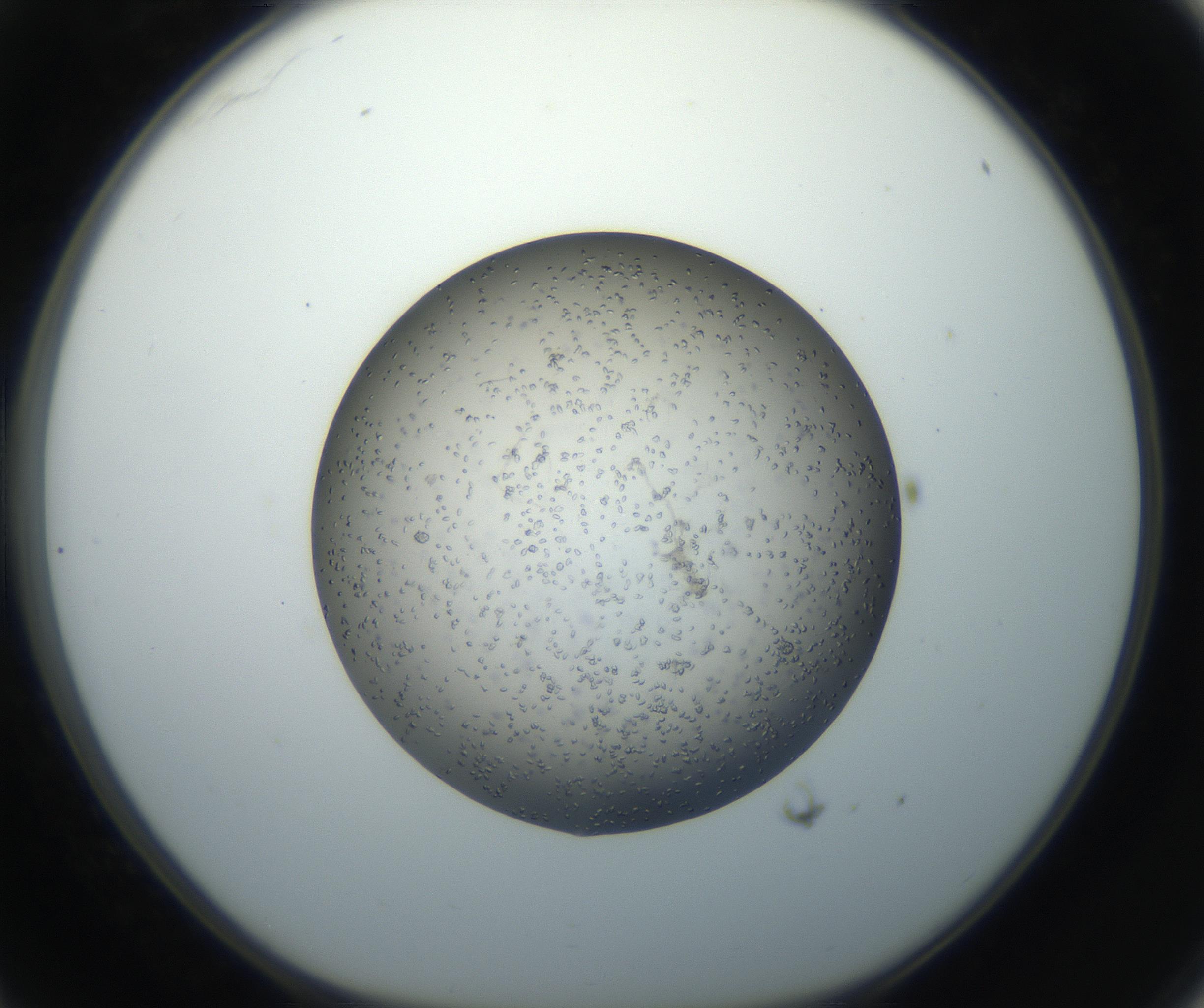 RI01_03_000_0212_Proj1_Clon1_MC_0000MC102711_002_160909_11_03_01_00_99_002_001_RAI.jpg
