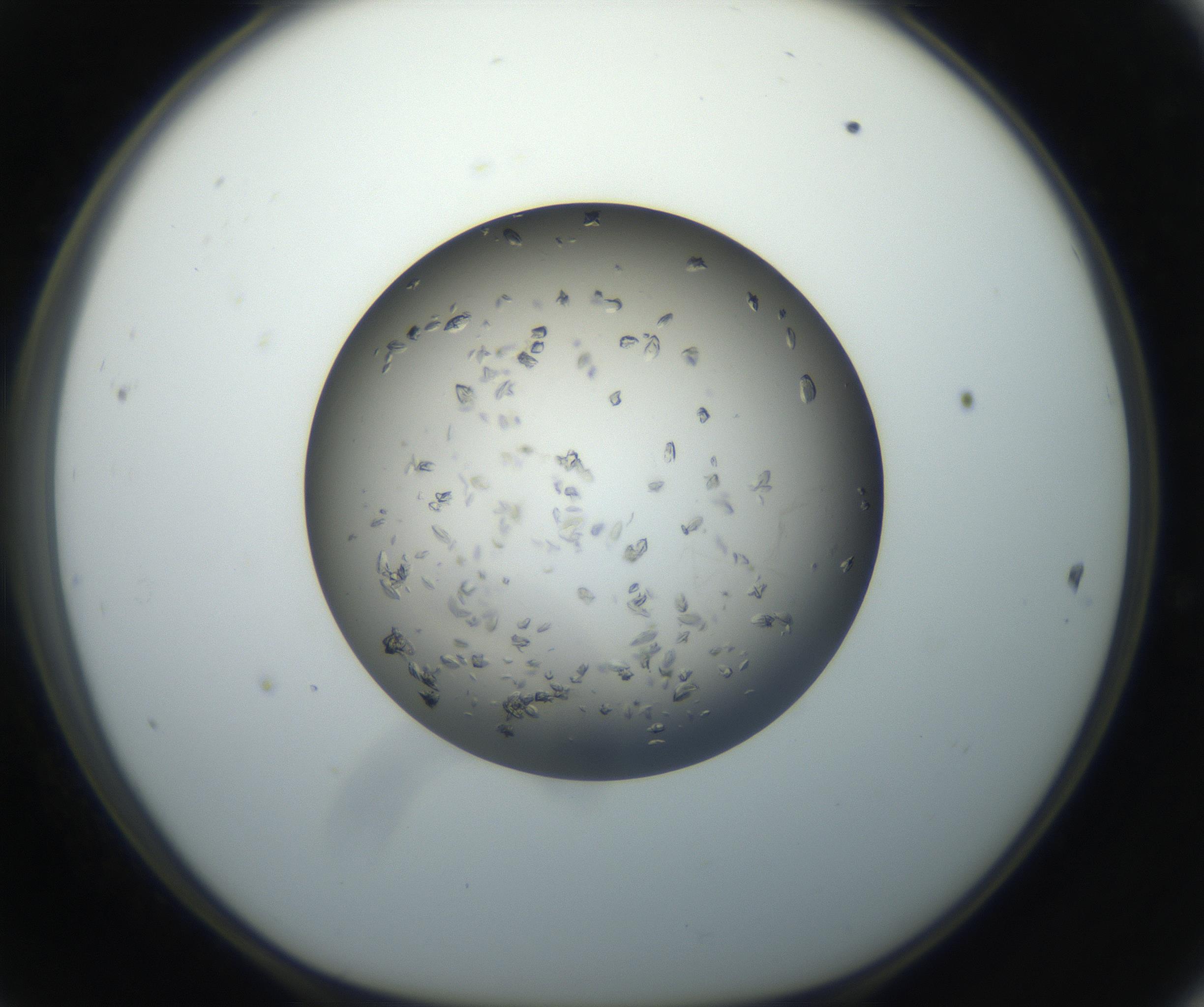 RI01_03_000_0212_Proj1_Clon1_MC_0000MC102711_002_160909_11_04_01_00_99_002_001_RAI.jpg