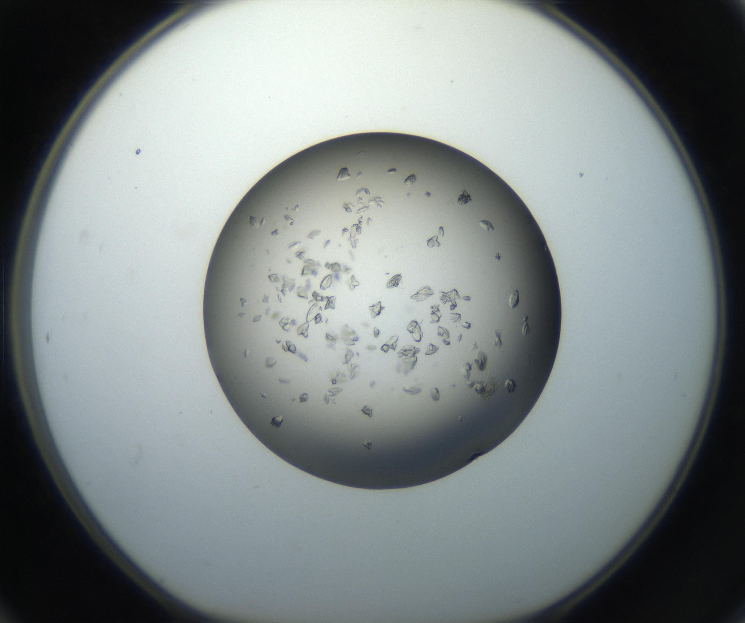 RI01_03_000_0212_Proj1_Clon1_MC_0000MC102711_002_160909_12_04_01_00_99_002_001_RAI.jpg