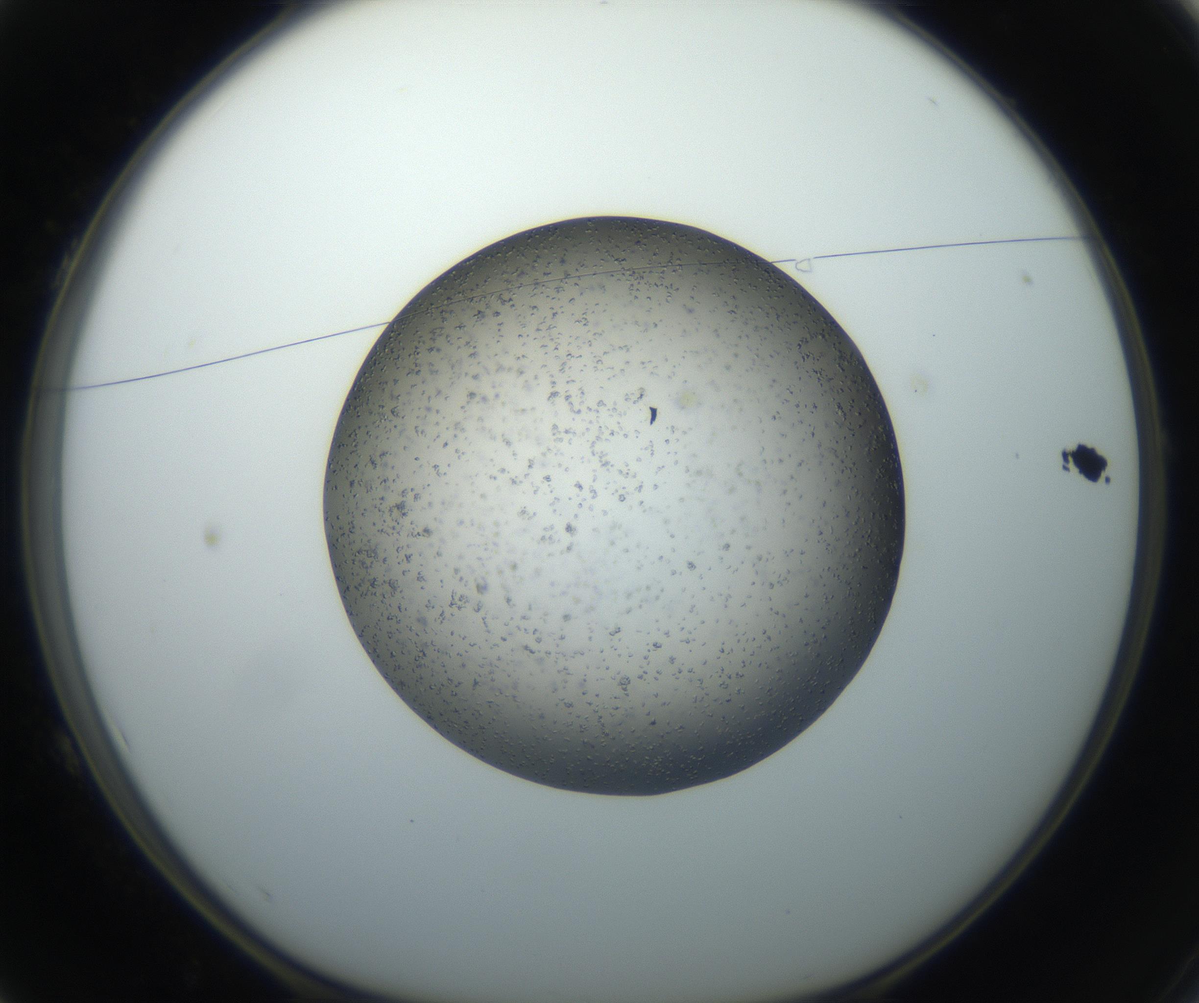 RI01_03_000_0212_Proj1_Clon1_MC_0000MC102711_003_160909_01_01_01_00_99_002_001_RAI.jpg