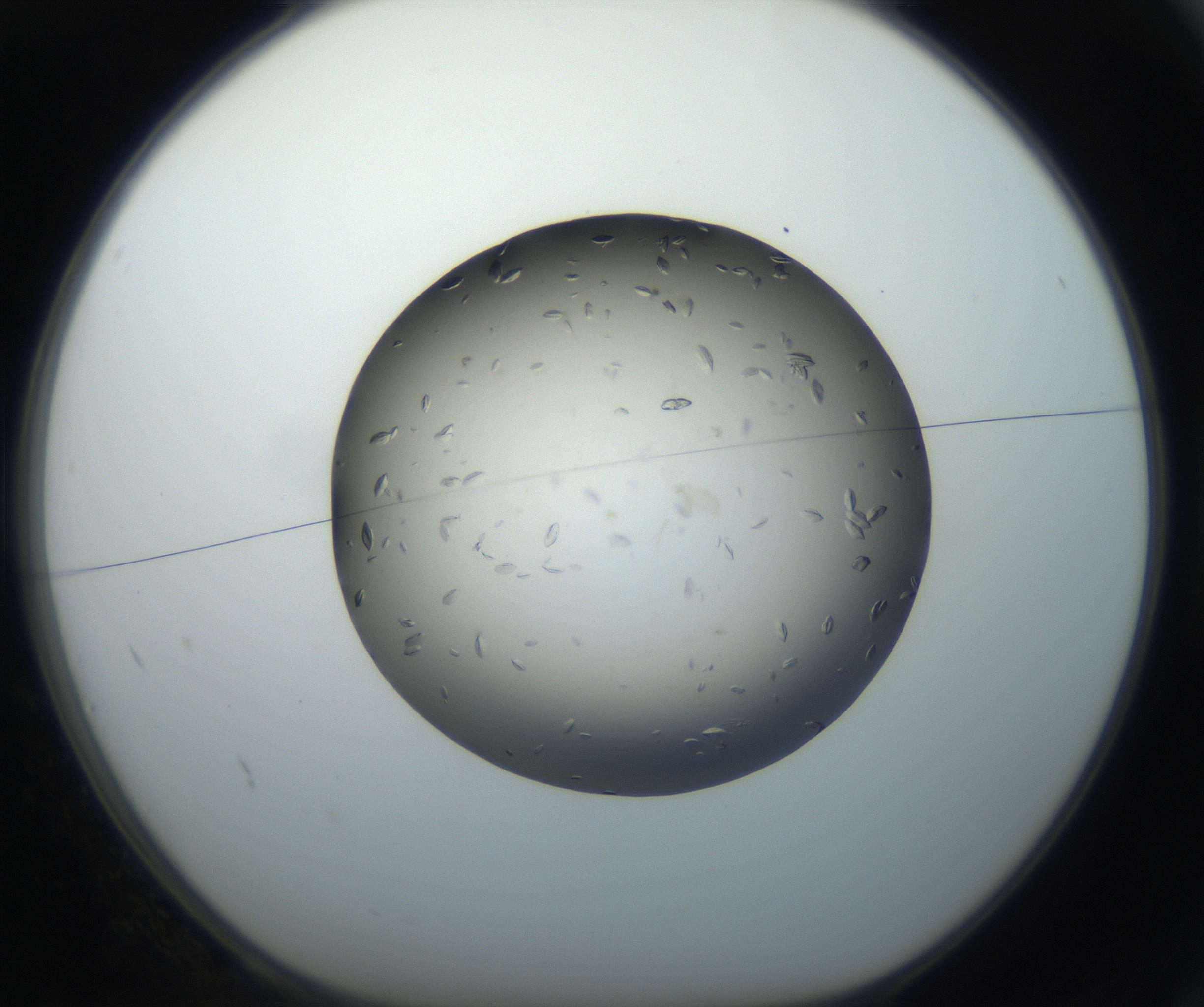 RI01_03_000_0212_Proj1_Clon1_MC_0000MC102711_003_160909_02_01_01_00_99_002_001_RAI.jpg