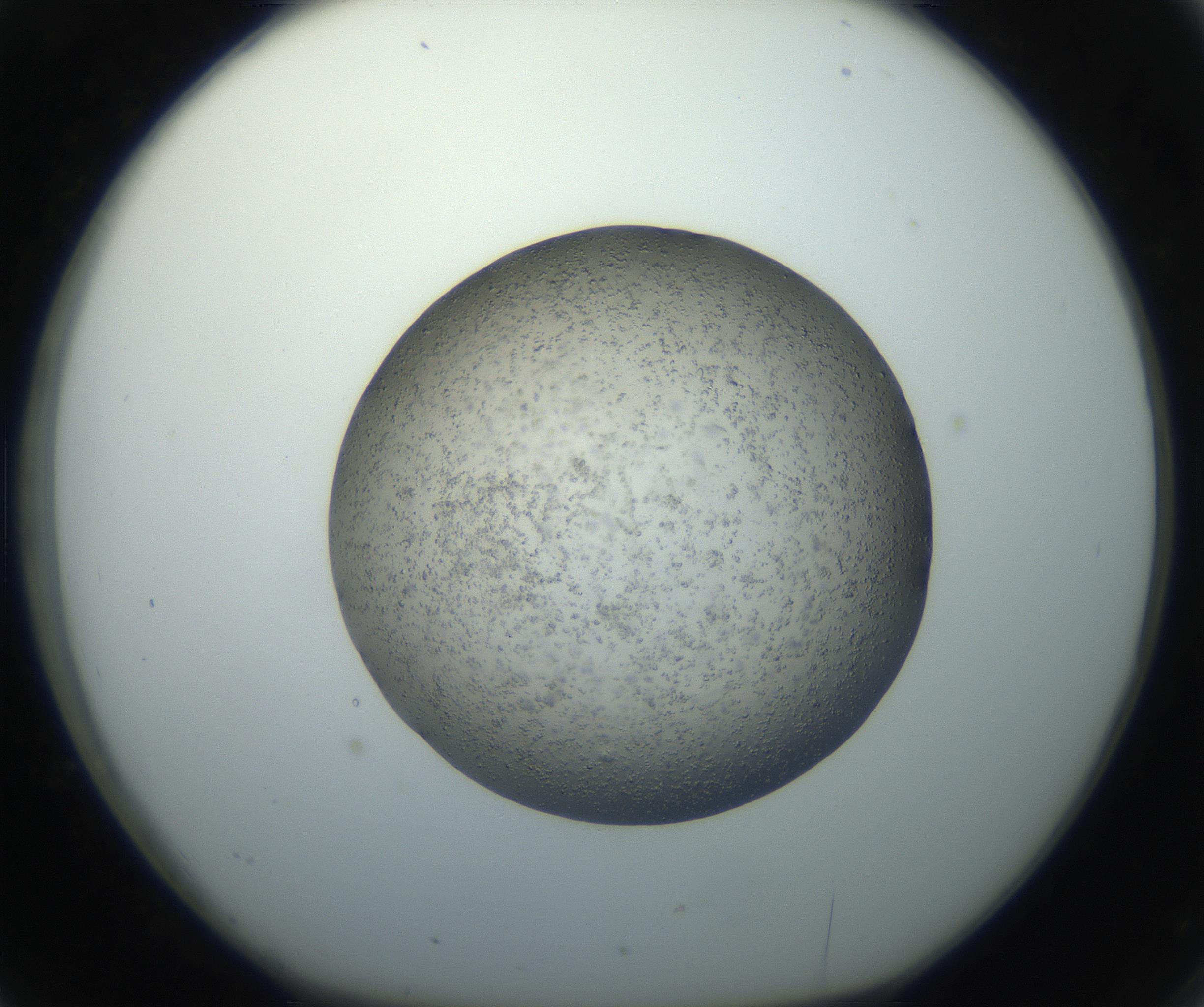 RI01_03_000_0212_Proj1_Clon1_MC_0000MC102711_003_160909_02_03_01_00_99_002_001_RAI.jpg