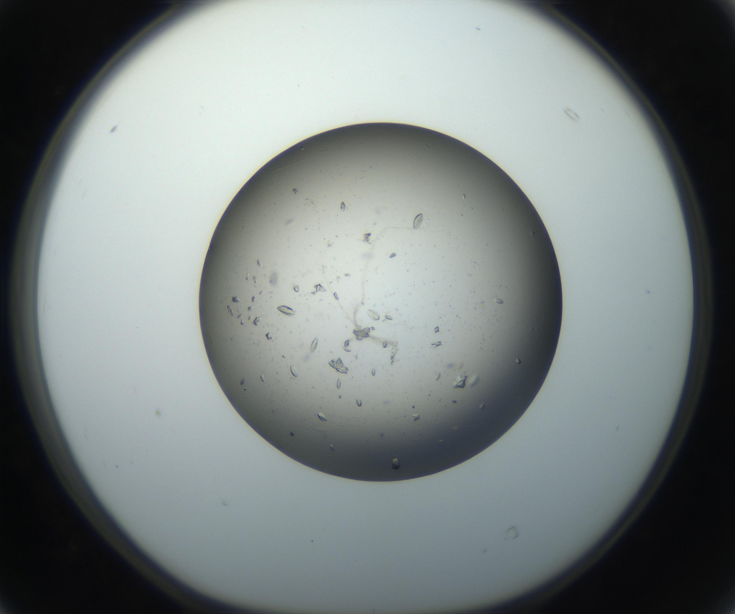 RI01_03_000_0212_Proj1_Clon1_MC_0000MC102711_003_160909_04_04_01_00_99_002_001_RAI.jpg