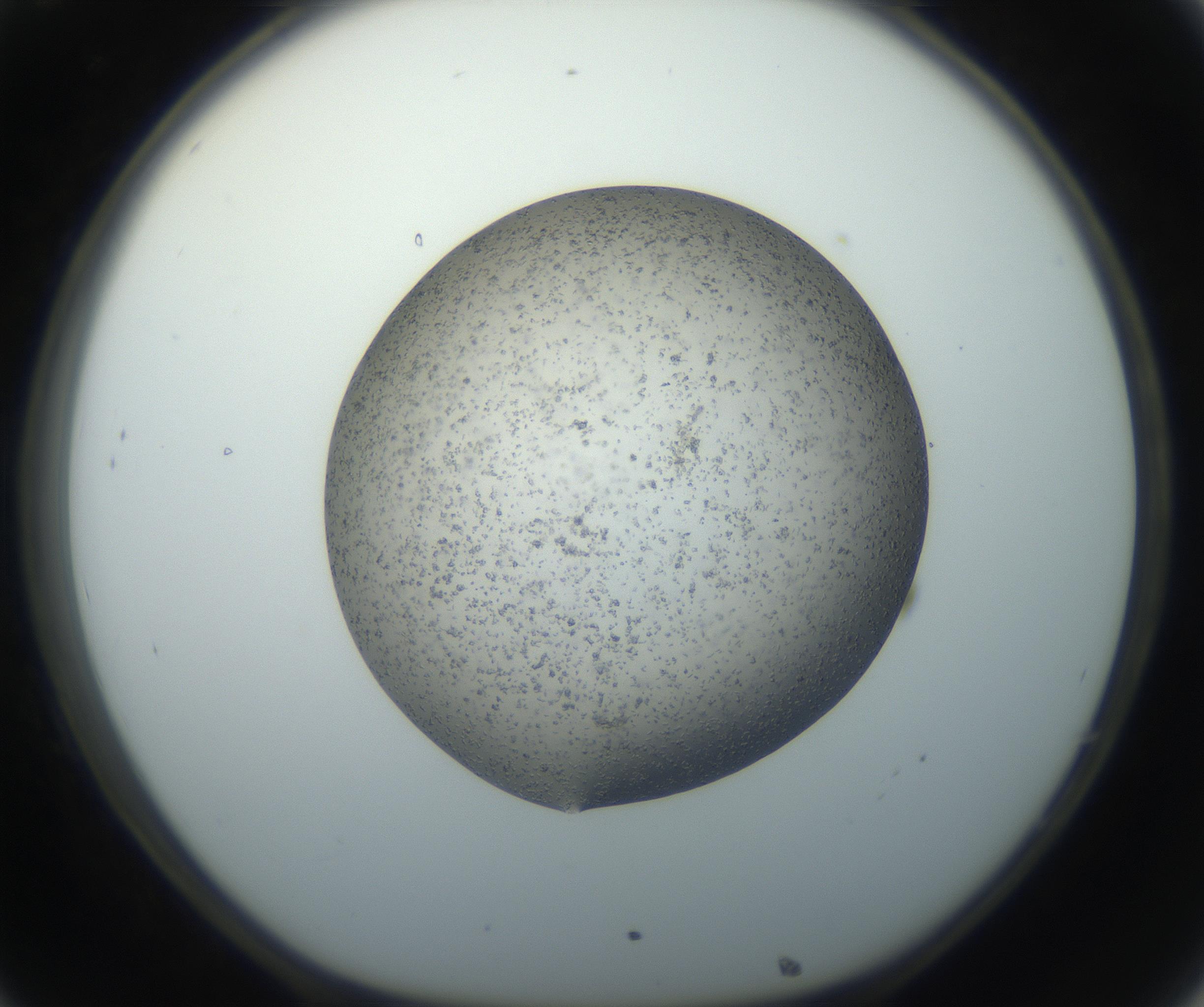 RI01_03_000_0212_Proj1_Clon1_MC_0000MC102711_003_160909_08_03_01_00_99_002_001_RAI.jpg