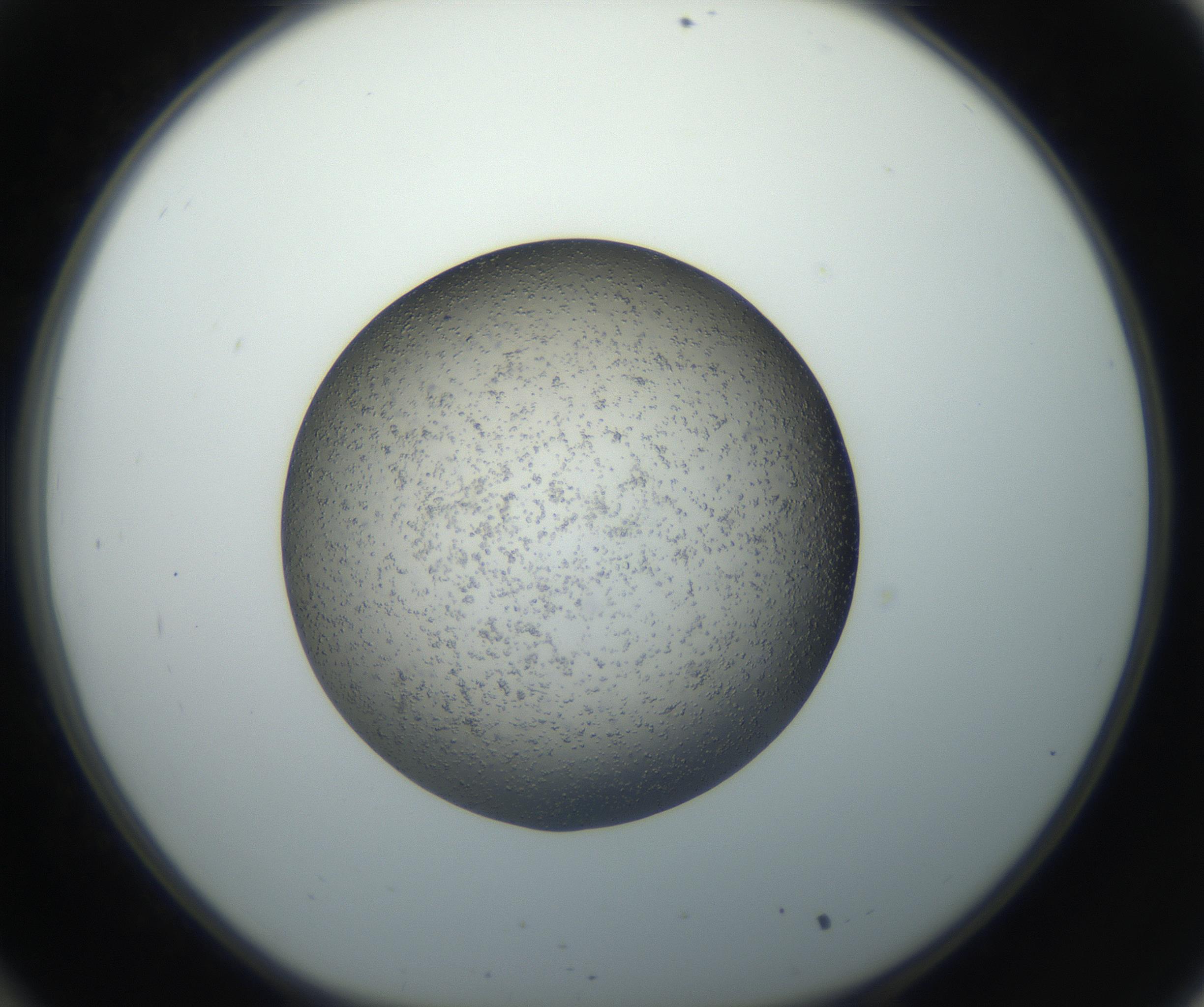 RI01_03_000_0212_Proj1_Clon1_MC_0000MC102711_003_160909_10_03_01_00_99_002_001_RAI.jpg
