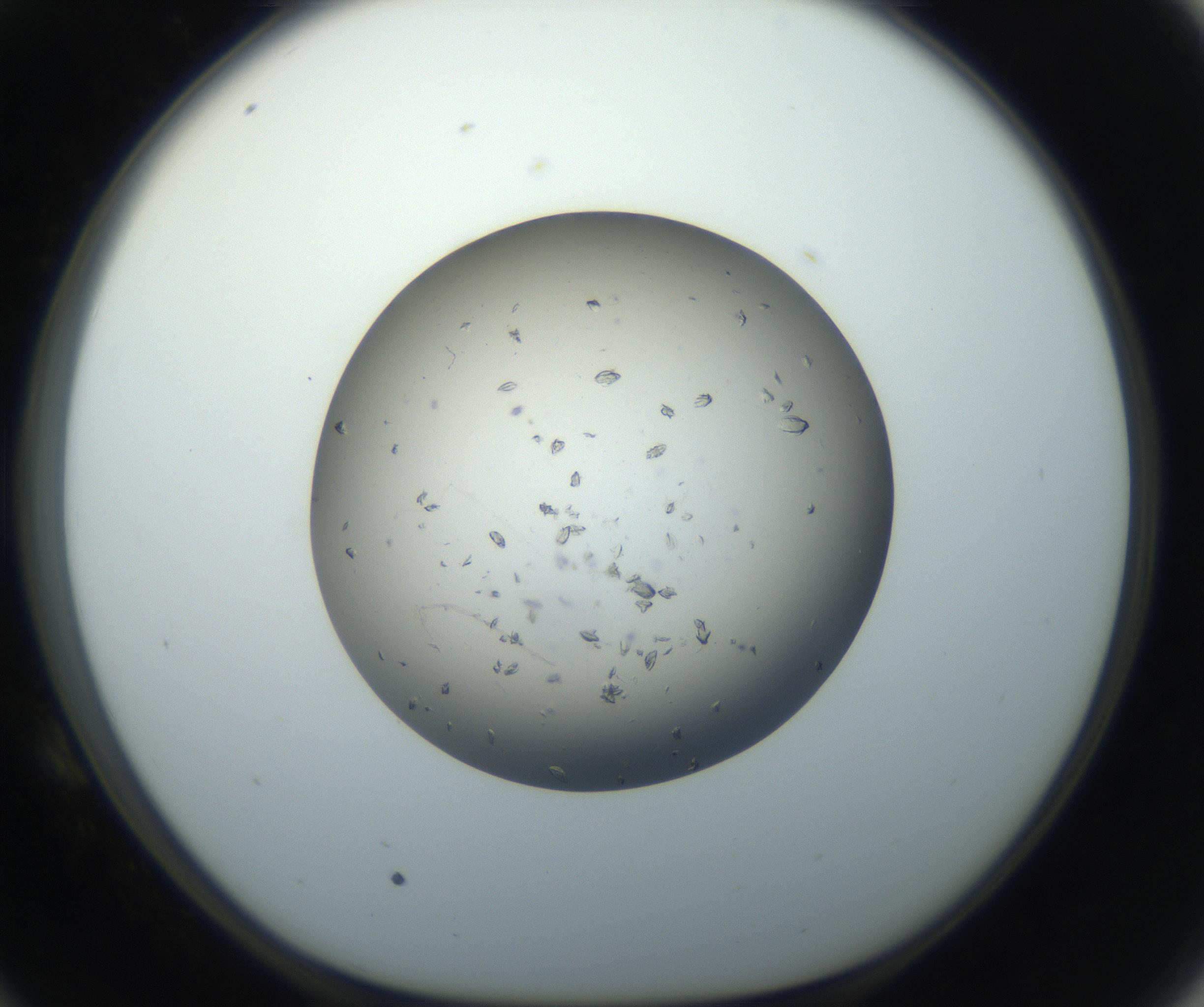 RI01_03_000_0212_Proj1_Clon1_MC_0000MC102711_003_160909_10_05_01_00_99_002_001_RAI.jpg