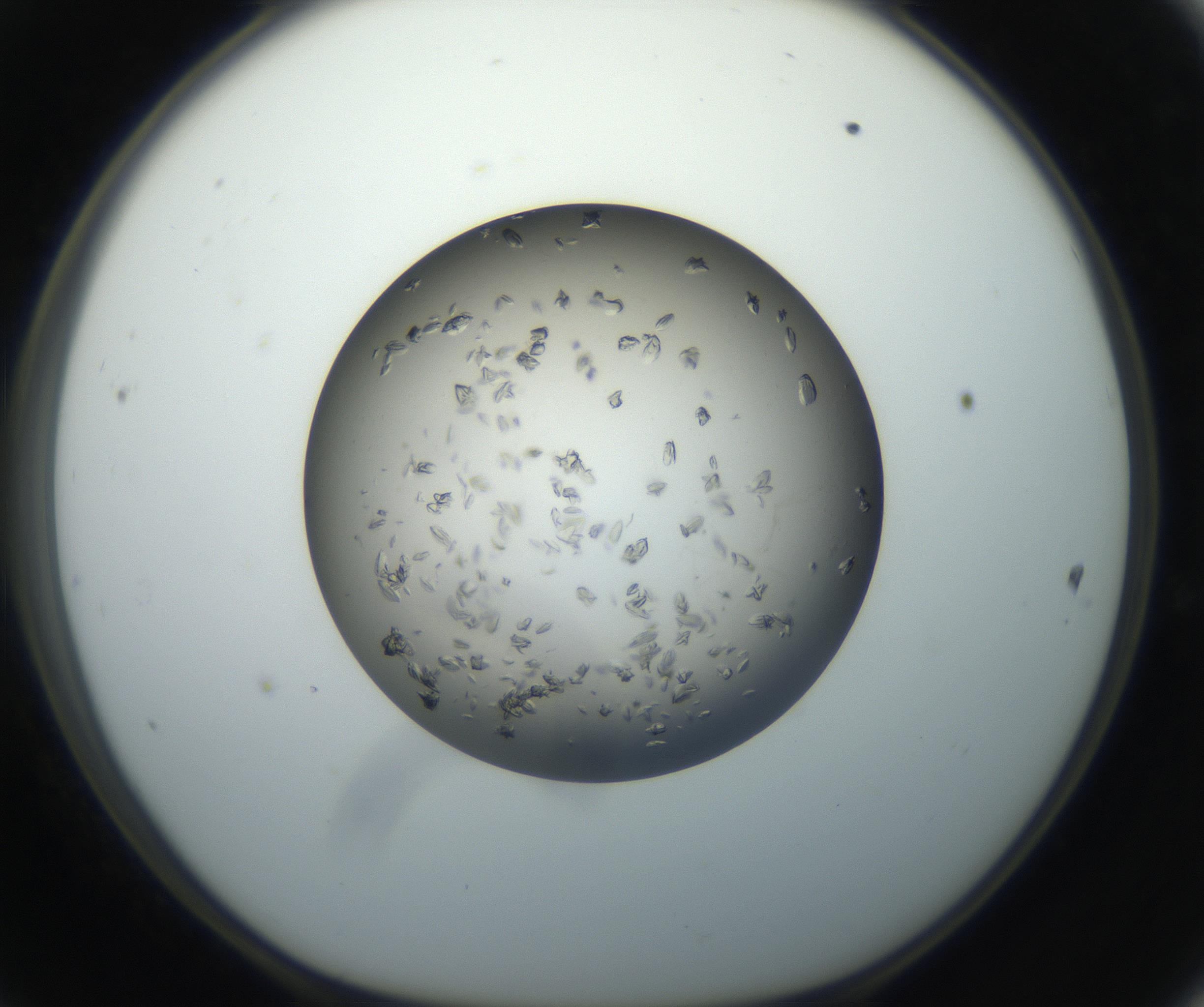 RI01_03_000_0212_Proj1_Clon1_MC_0000MC102711_003_160909_11_04_01_00_99_002_001_RAI.jpg