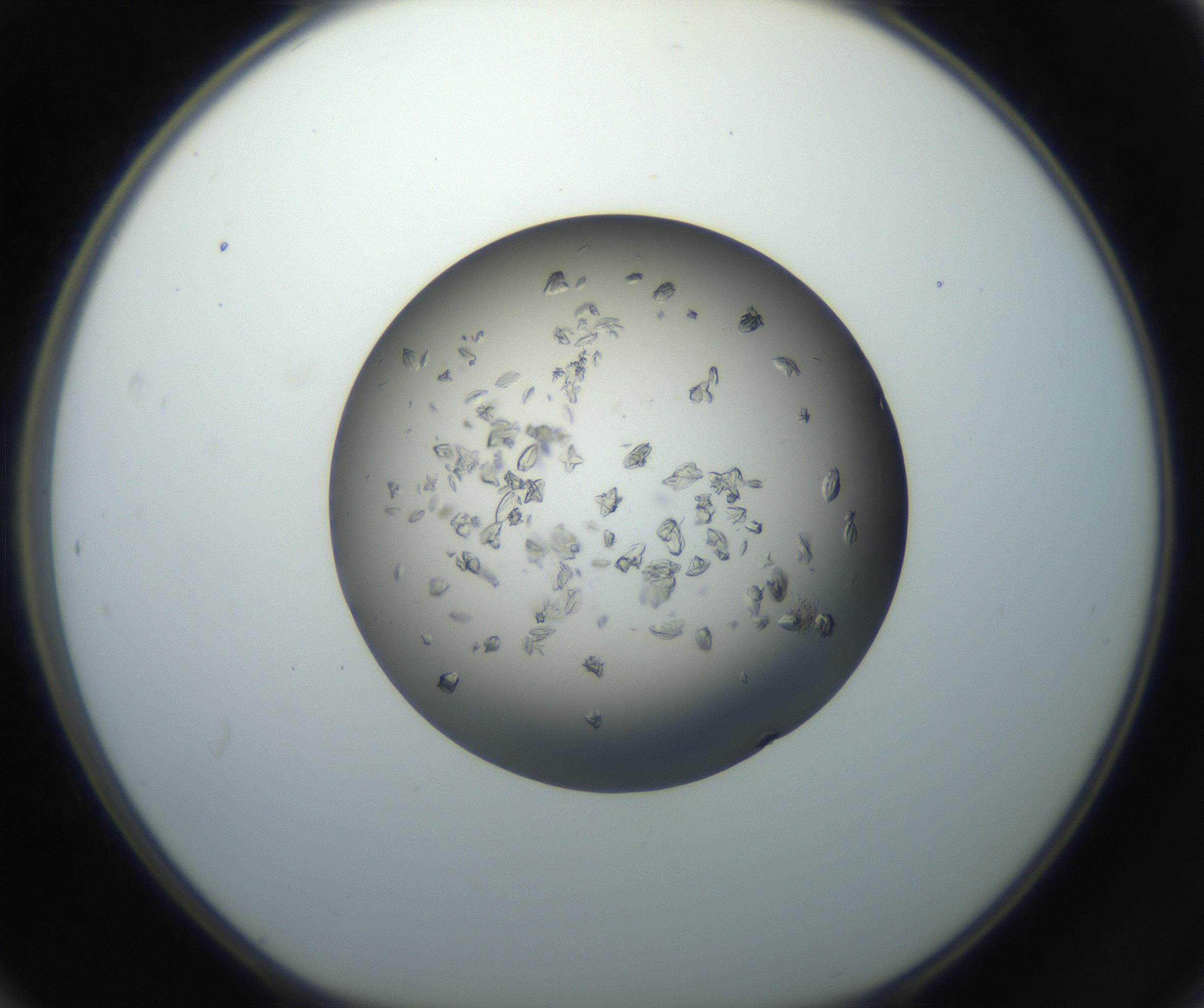 RI01_03_000_0212_Proj1_Clon1_MC_0000MC102711_003_160909_12_04_01_00_99_002_001_RAI.jpg