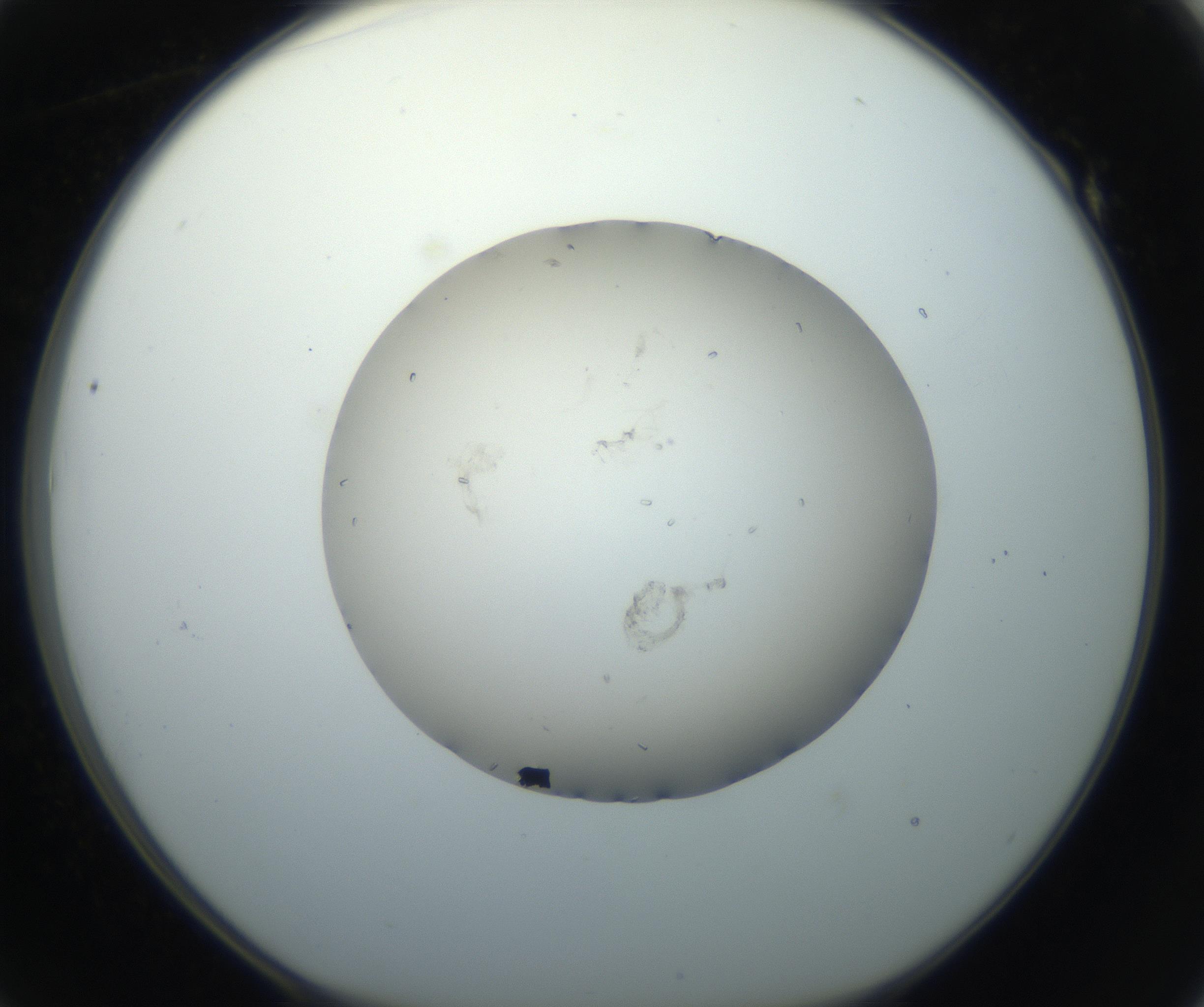 RI01_03_000_0212_Proj1_Clon1_MC_0000MC102711_004_160911_01_05_01_00_99_002_001_RAI.jpg