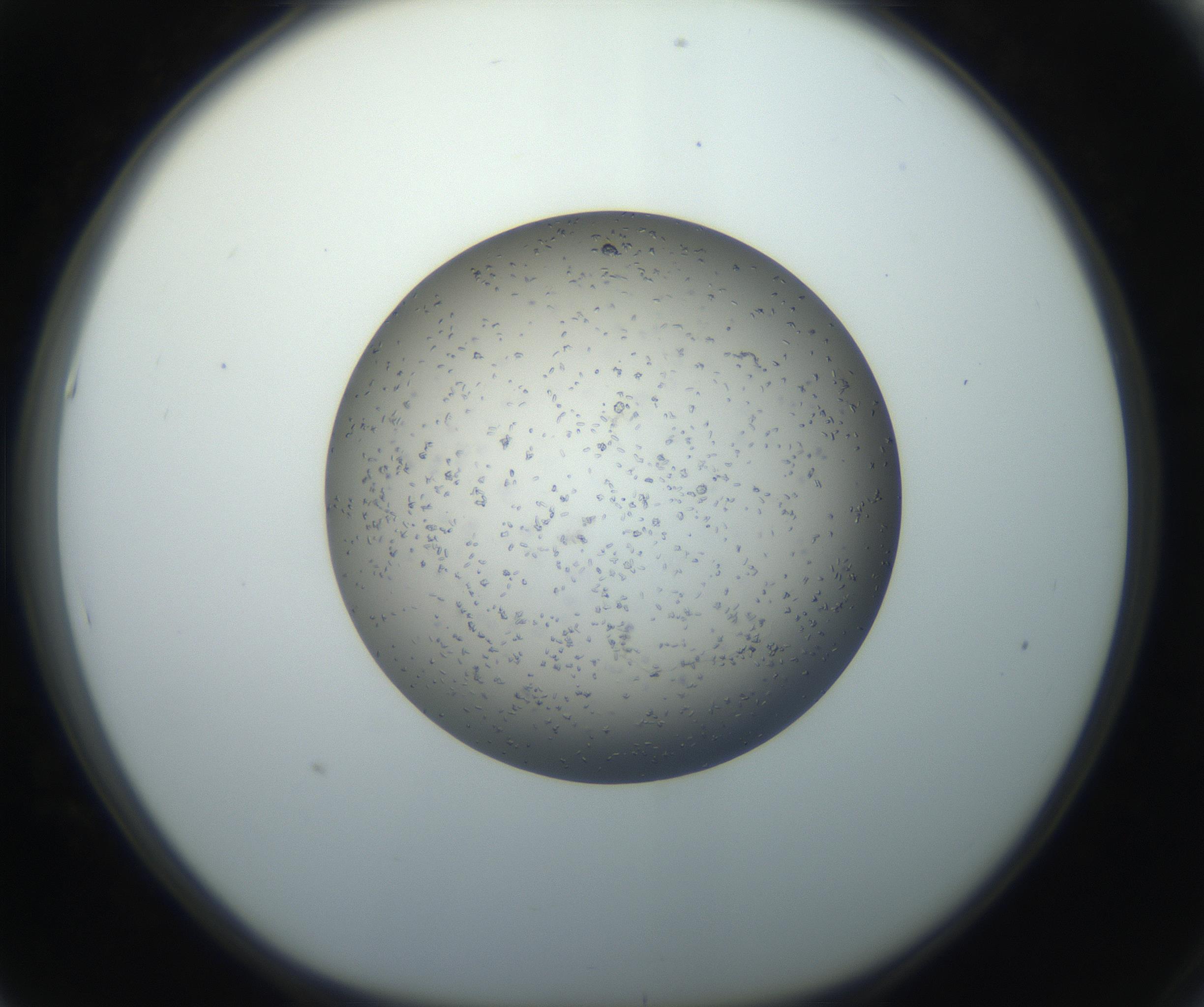 RI01_03_000_0212_Proj1_Clon1_MC_0000MC102711_004_160911_05_05_01_00_99_002_001_RAI.jpg