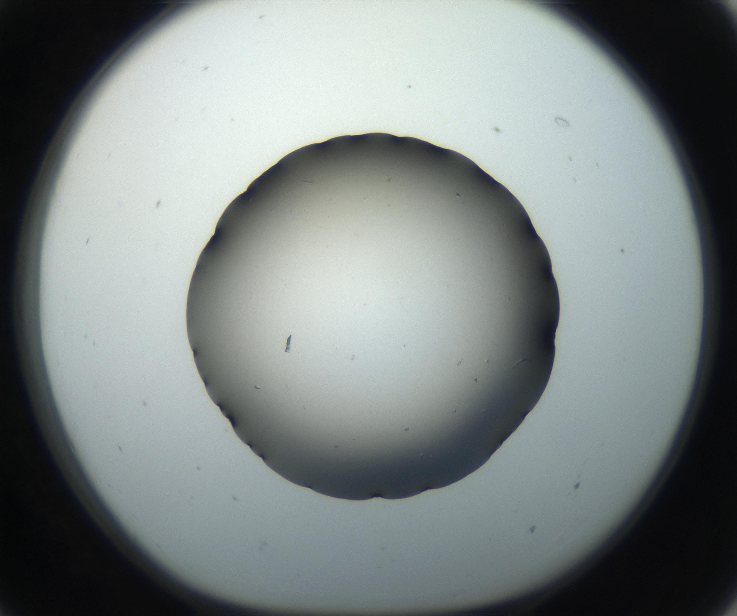 RI01_03_000_0212_Proj1_Clon1_MC_0000MC102711_004_160911_07_05_01_00_99_002_001_RAI.jpg