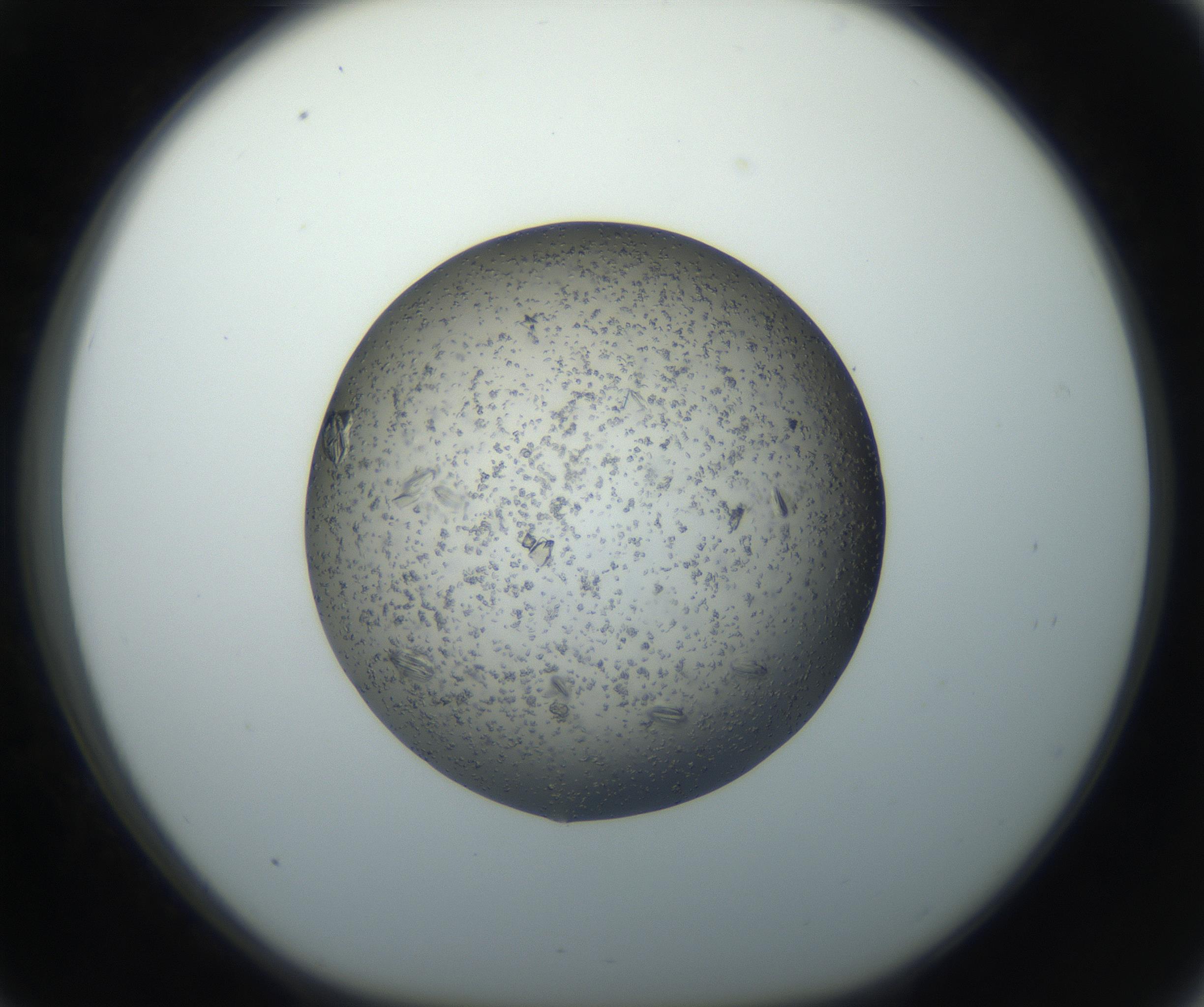 RI01_03_000_0212_Proj1_Clon1_MC_0000MC102711_004_160911_09_03_01_00_99_002_001_RAI.jpg