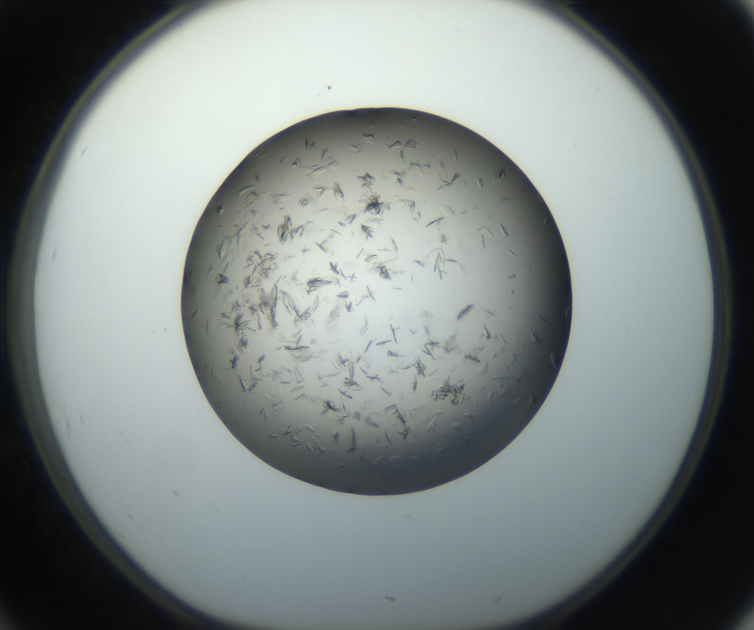 RI01_03_000_0212_Proj1_Clon1_MC_0000MC102711_004_160911_10_04_01_00_99_002_001_RAI.jpg