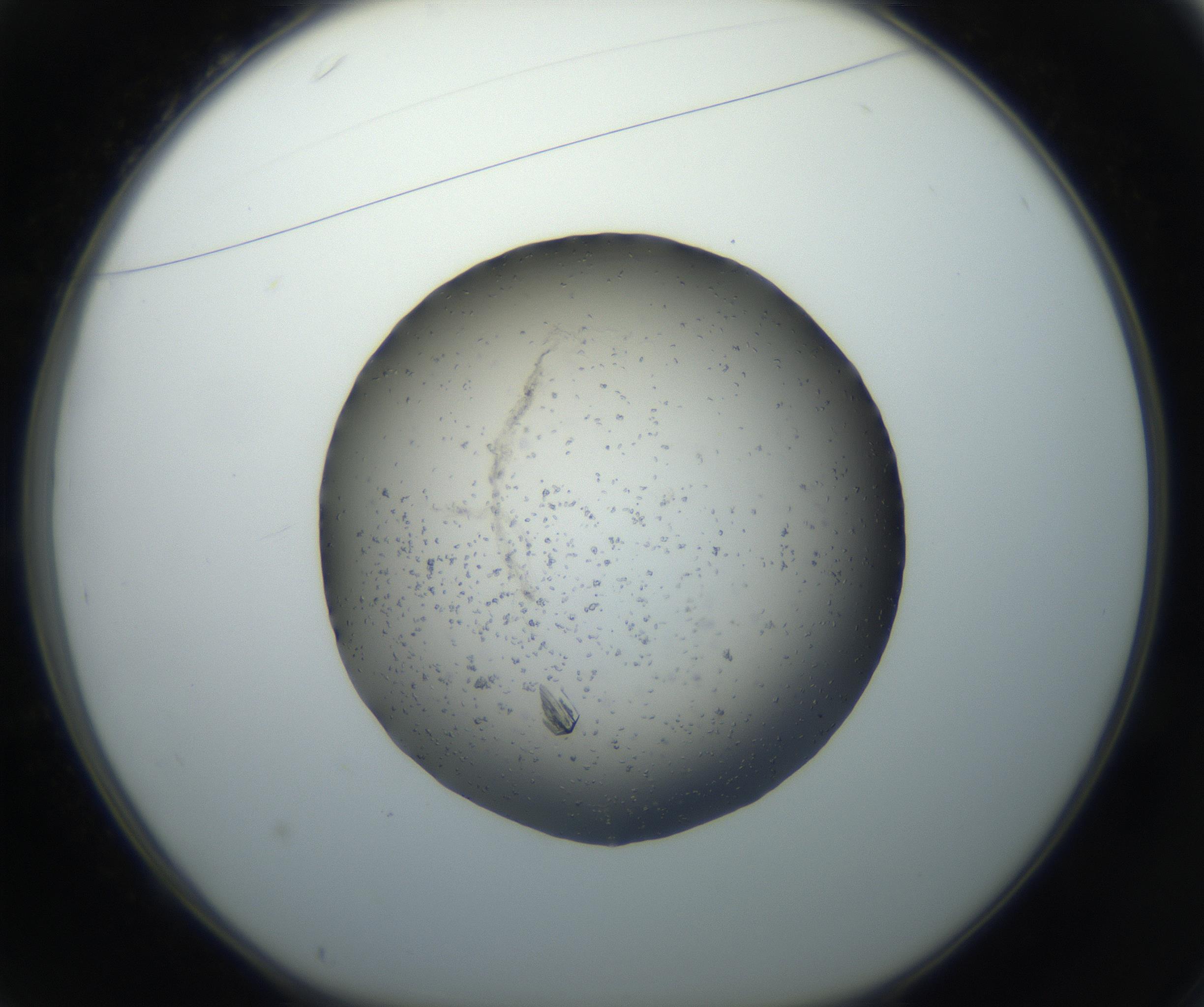 RI01_03_000_0212_Proj1_Clon1_MC_0000MC102711_006_160913_01_03_01_00_99_002_001_RAI.jpg