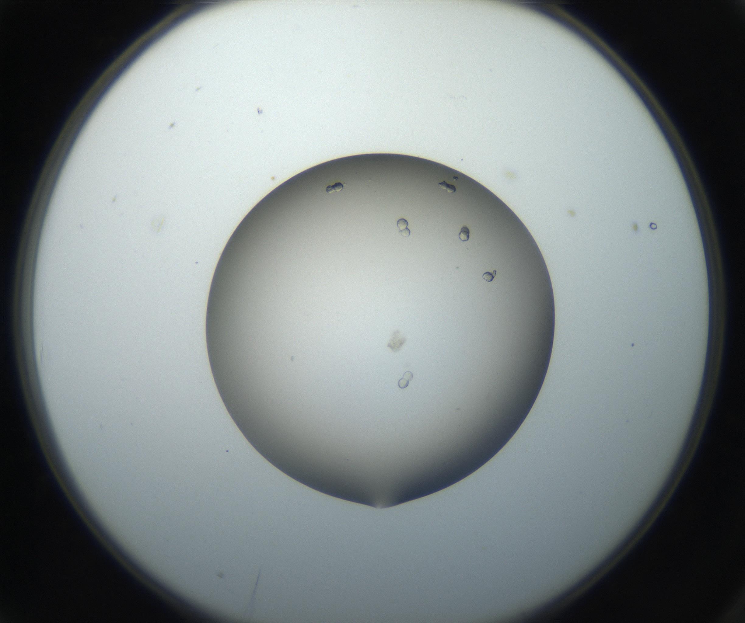 RI01_03_000_0212_Proj1_Clon1_MC_0000MC102712_005_160913_03_01_02_00_99_002_001_RAI.jpg