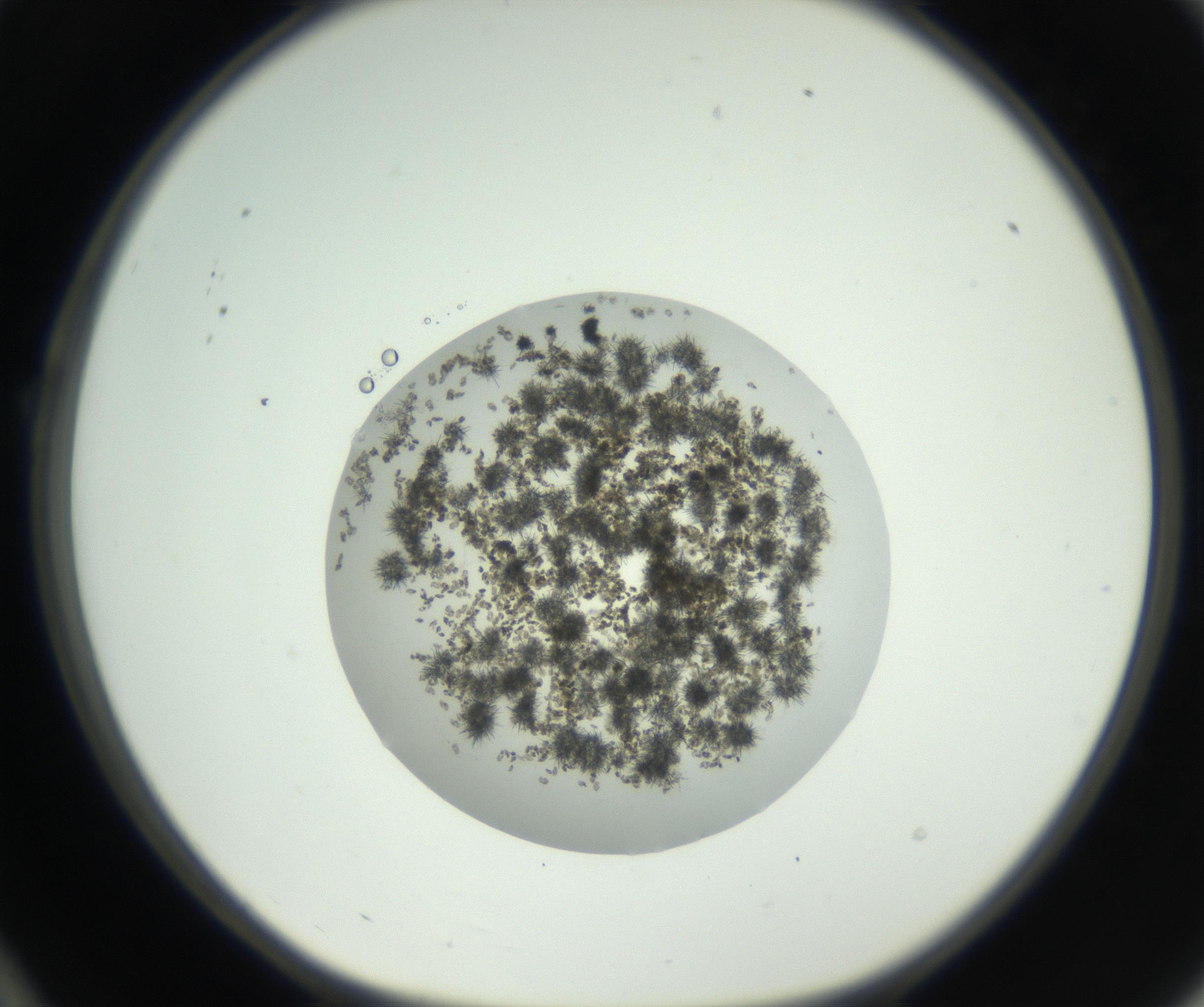 RI01_03_000_0212_Proj1_Clon1_MC_0000MC102715_004_160914_10_02_01_00_99_002_001_RAI.jpg