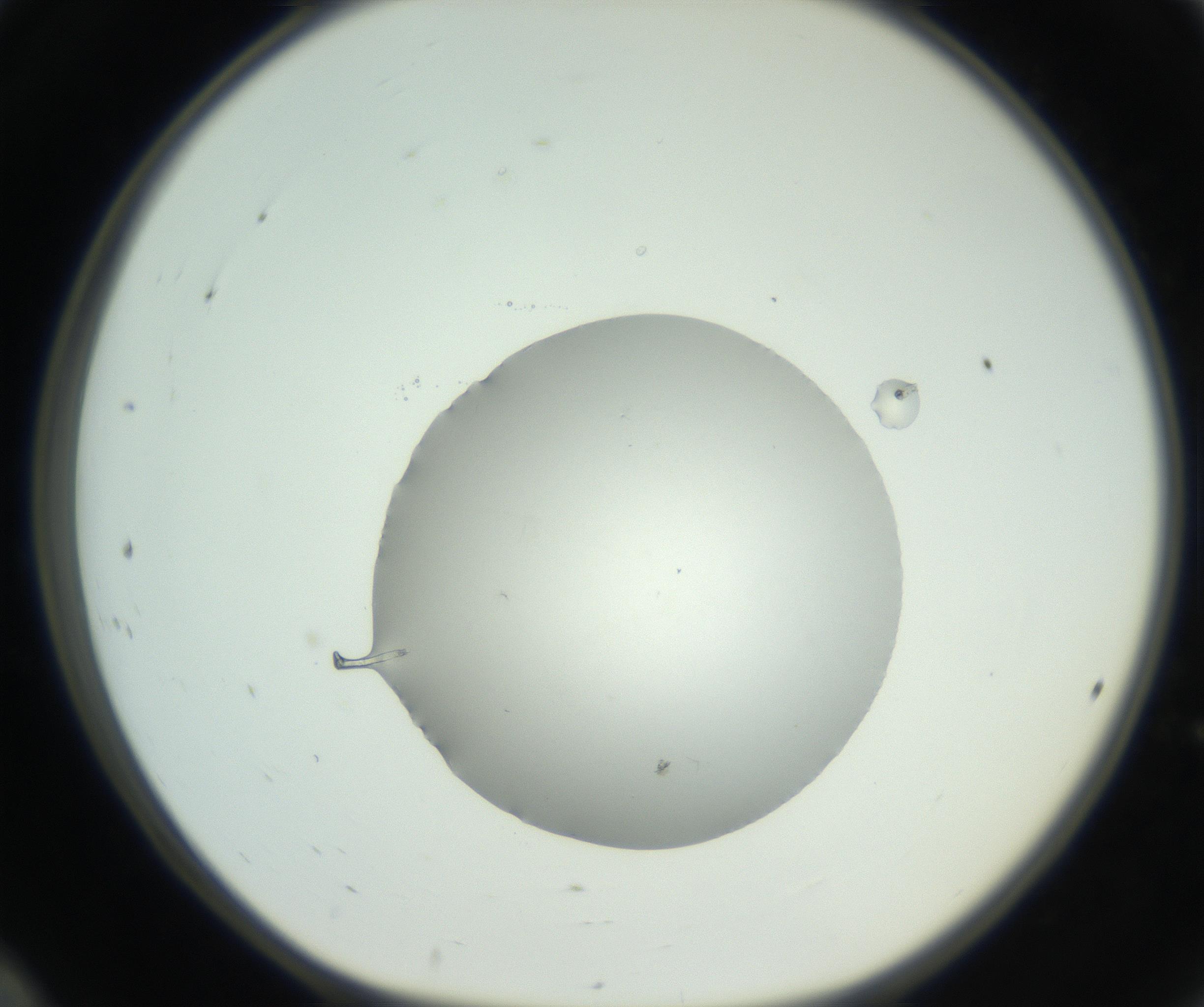 RI01_03_000_0212_Proj1_Clon1_MC_0000MC102715_004_160914_12_02_01_00_99_002_001_RAI.jpg