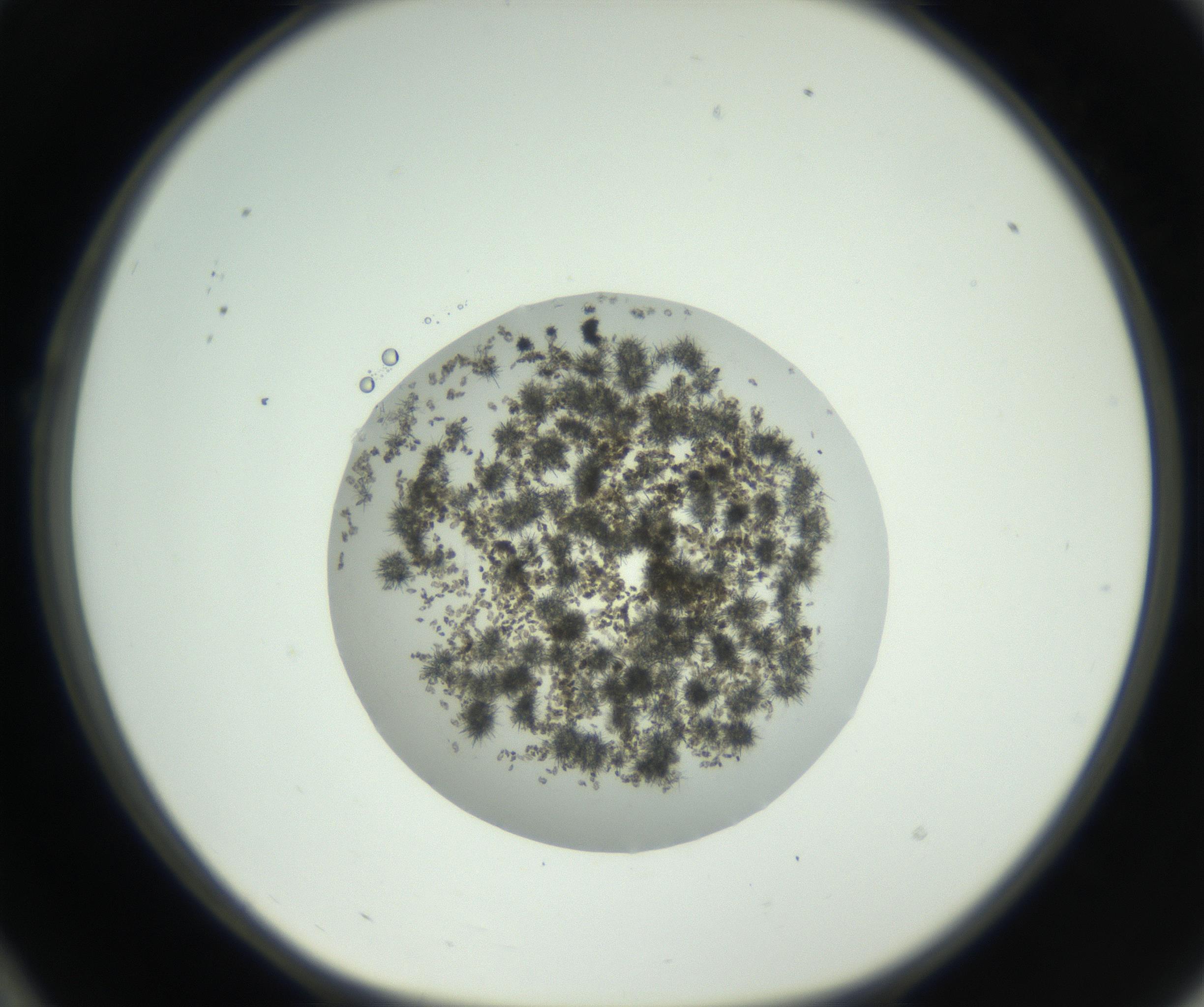 RI01_03_000_0212_Proj1_Clon1_MC_0000MC102715_005_160916_10_02_01_00_99_002_001_RAI.jpg