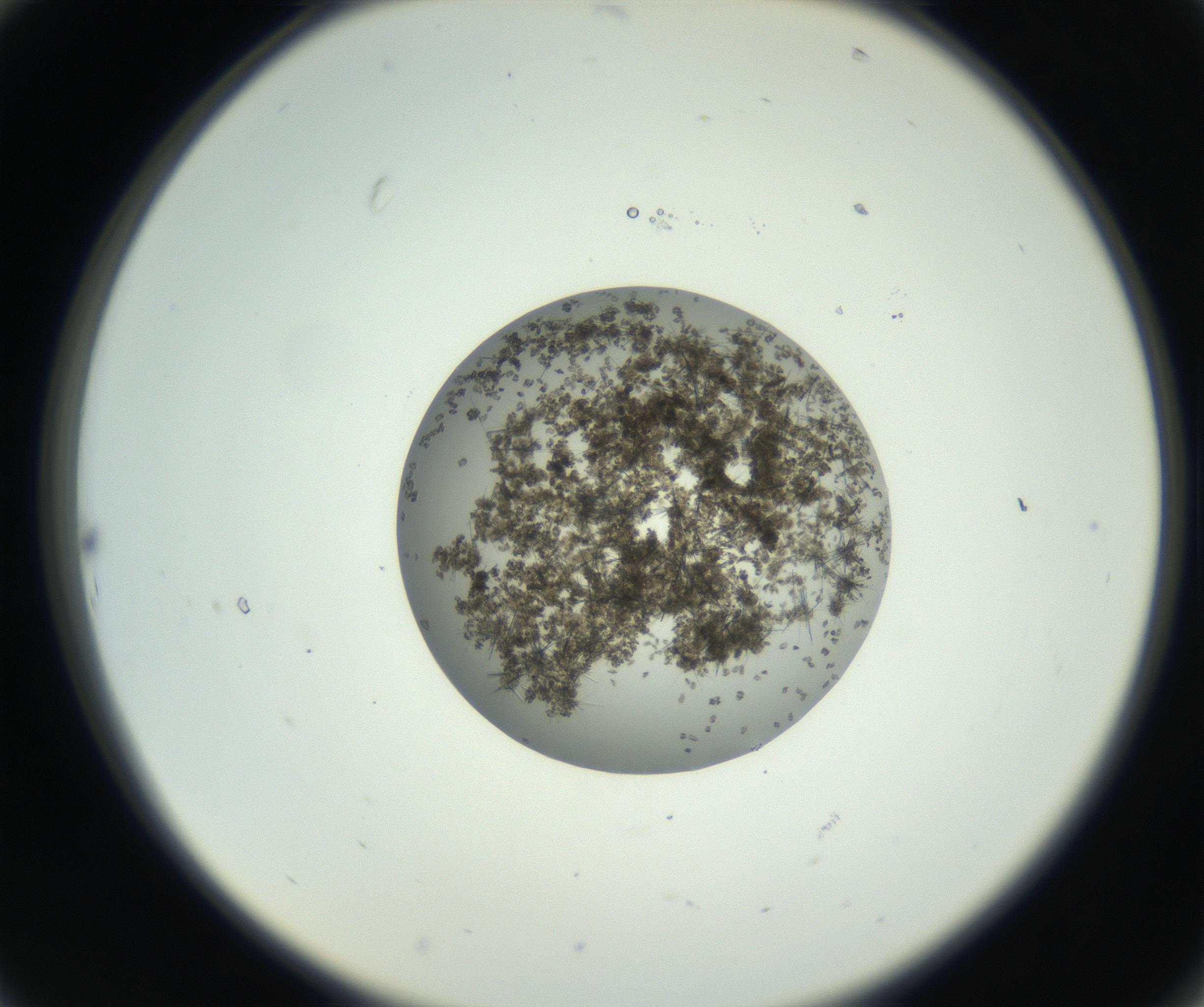 RI01_03_000_0212_Proj1_Clon1_MC_0000MC102715_005_160916_10_02_02_00_99_002_001_RAI.jpg