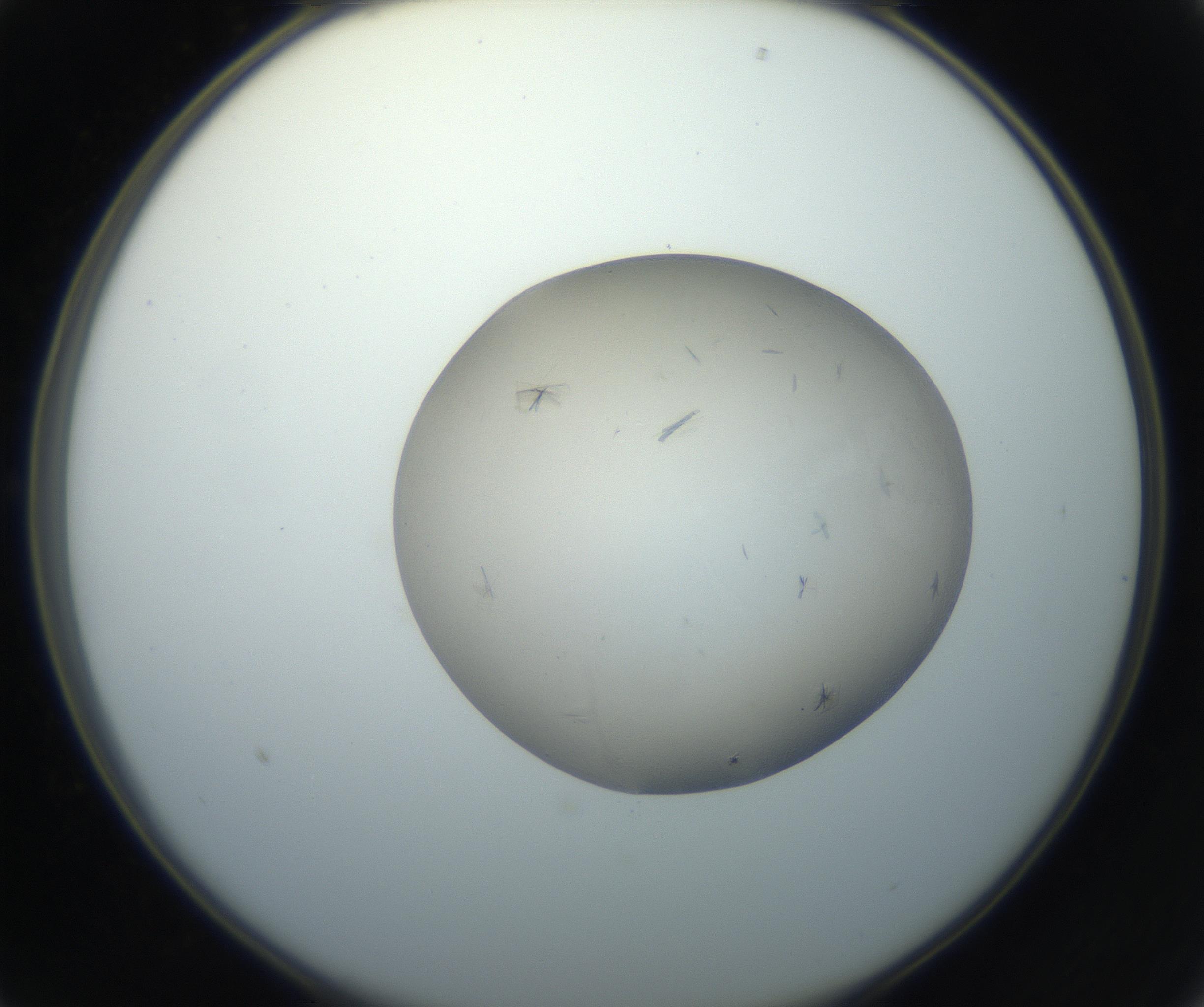 RI01_03_000_0212_Proj1_Clon1_MC_0000MC102716_003_160916_01_02_02_00_99_002_001_RAI.jpg