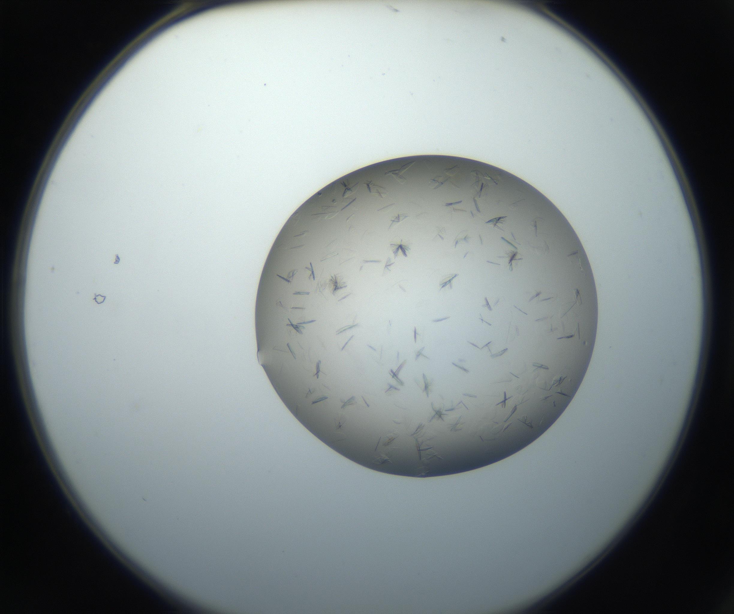 RI01_03_000_0212_Proj1_Clon1_MC_0000MC102716_003_160916_02_01_02_00_99_002_001_RAI.jpg