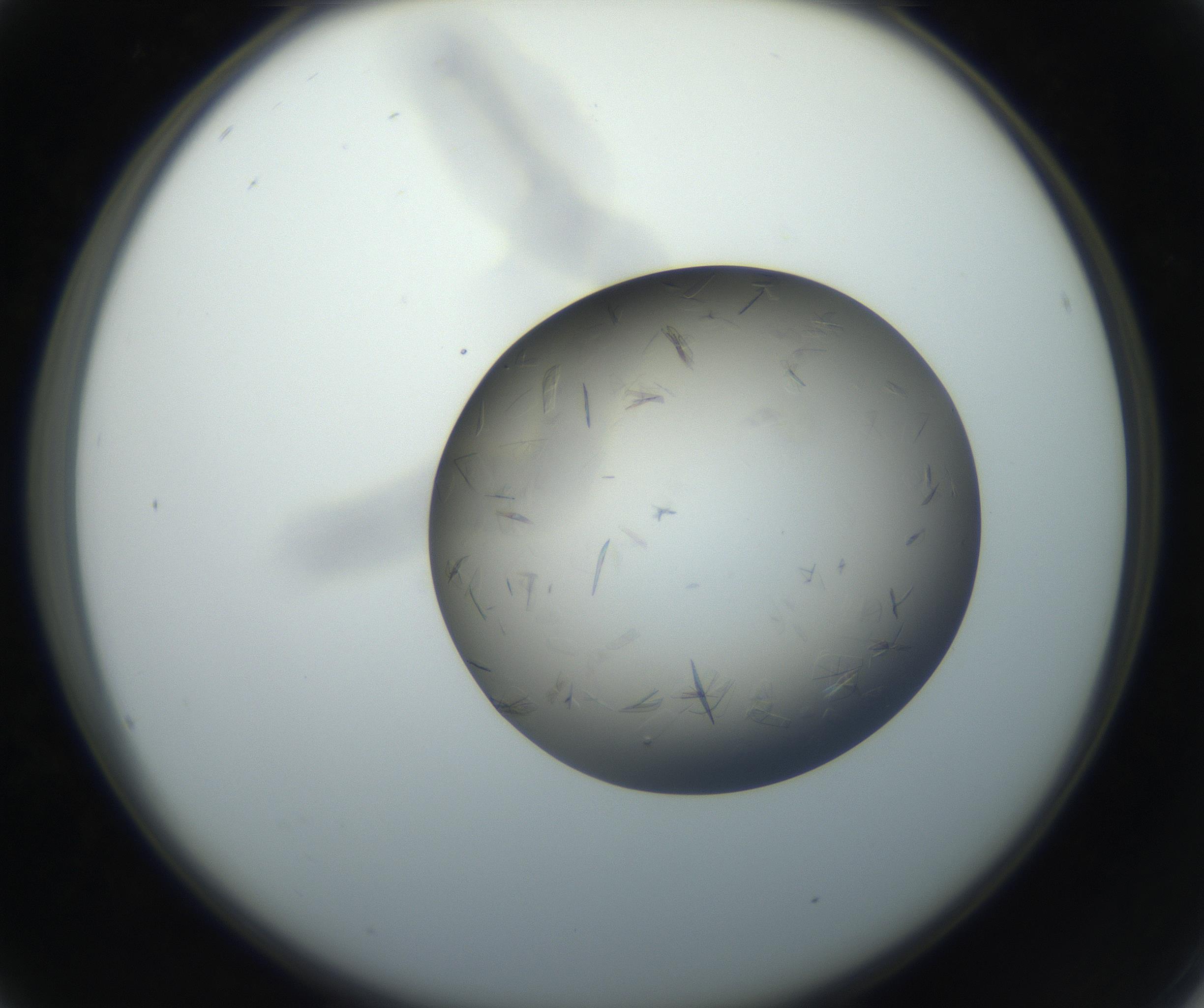 RI01_03_000_0212_Proj1_Clon1_MC_0000MC102716_003_160916_04_02_02_00_99_002_001_RAI.jpg