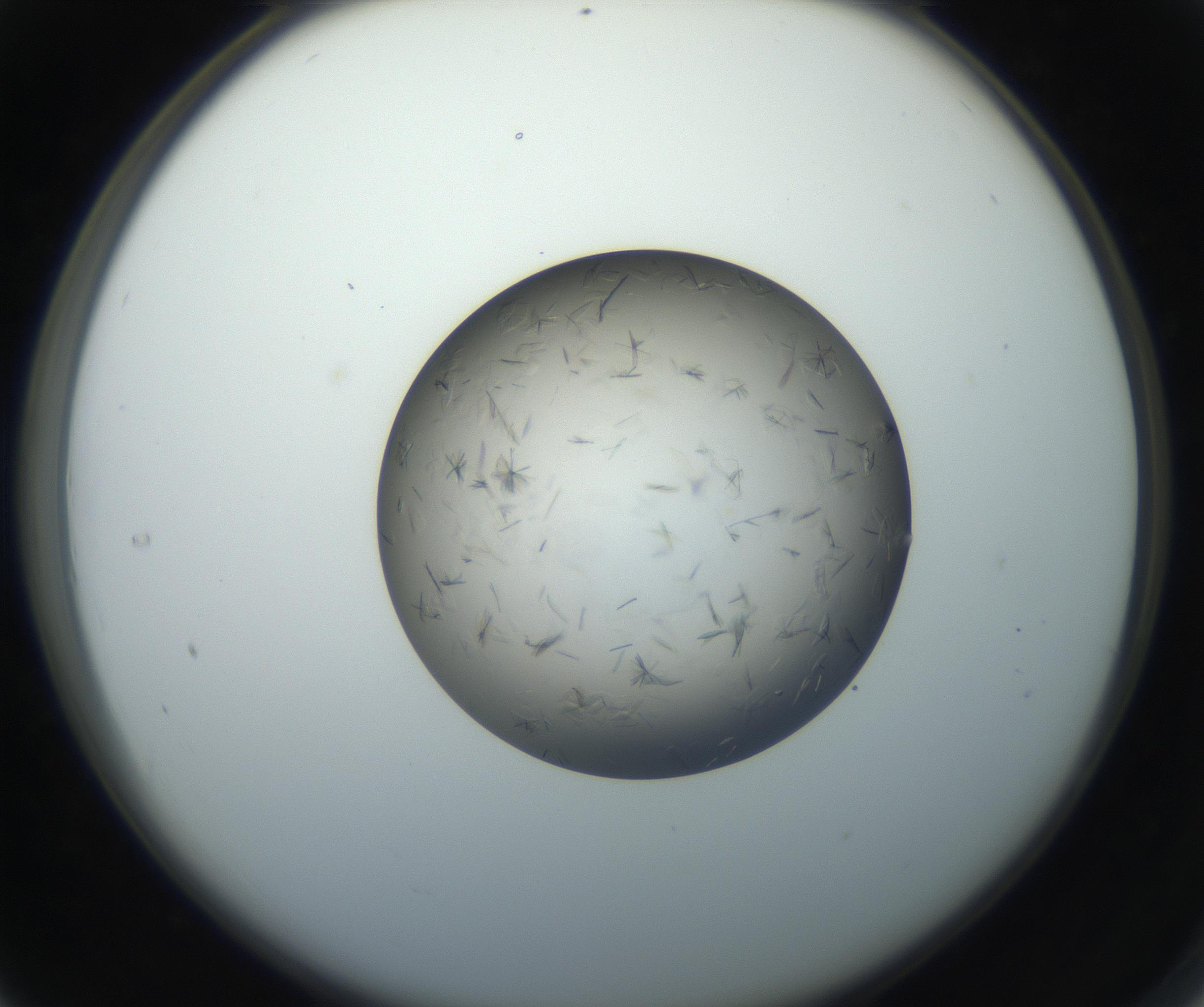 RI01_03_000_0212_Proj1_Clon1_MC_0000MC102716_003_160916_04_03_02_00_99_002_001_RAI.jpg