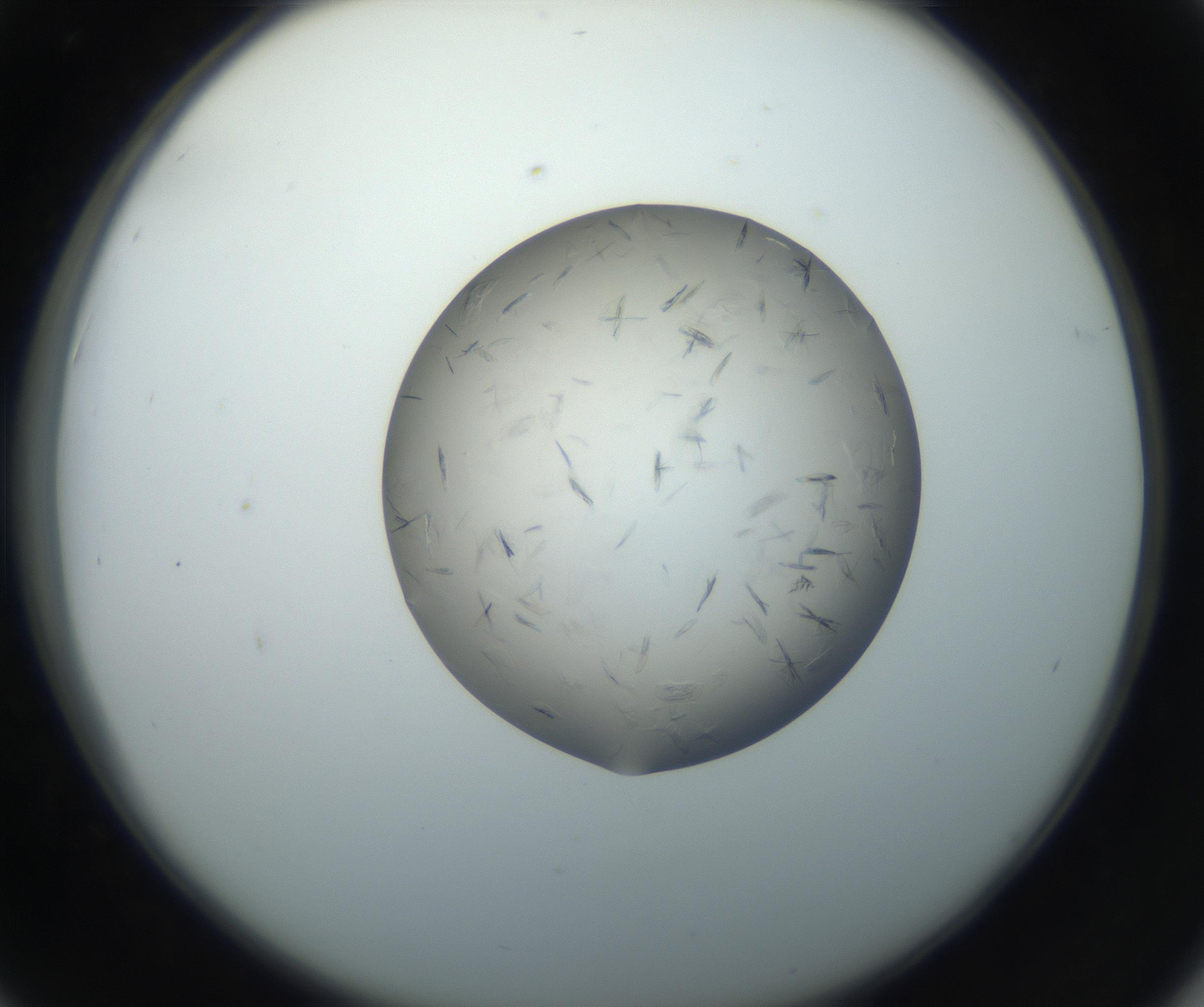RI01_03_000_0212_Proj1_Clon1_MC_0000MC102716_003_160916_06_04_02_00_99_002_001_RAI.jpg