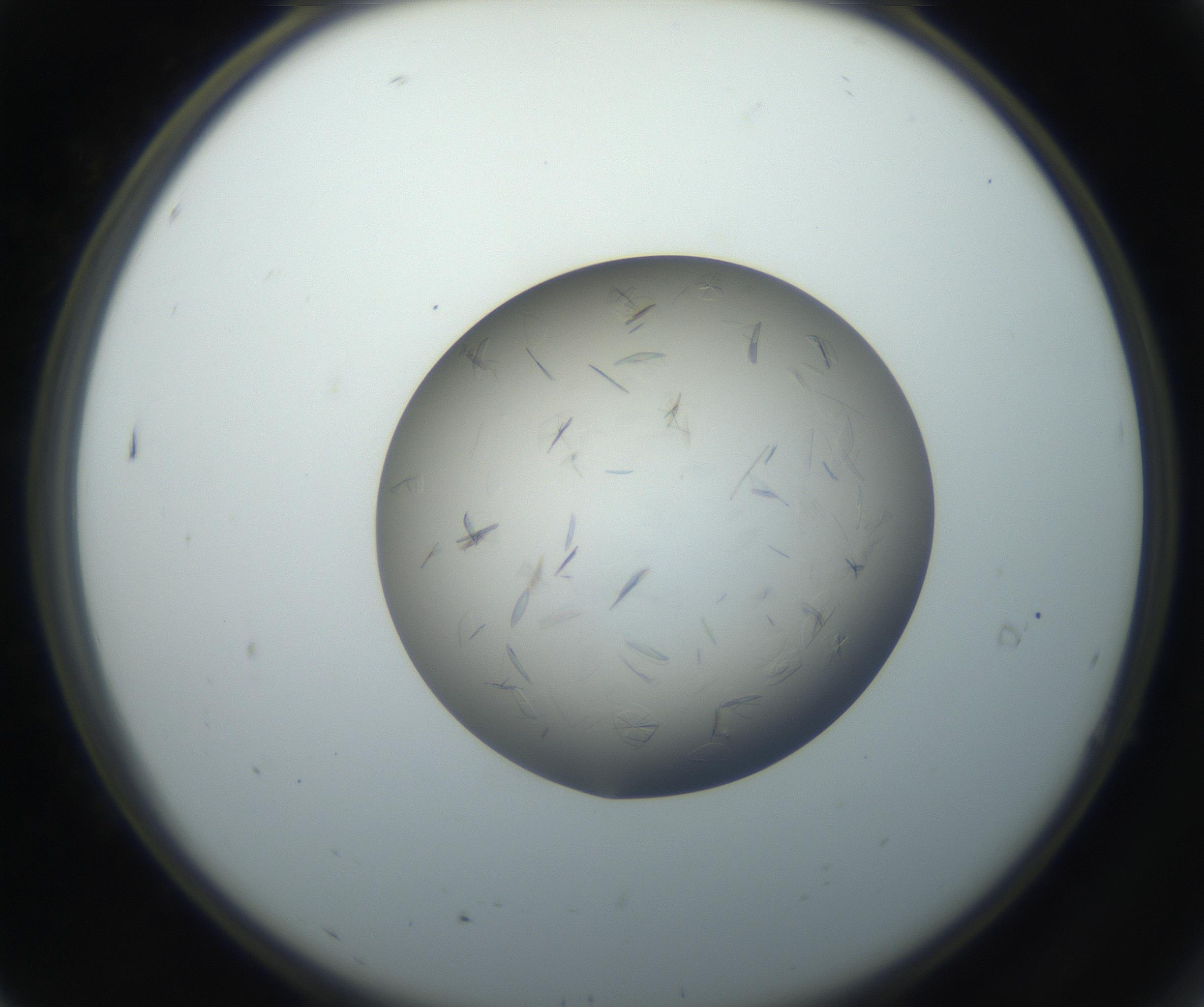 RI01_03_000_0212_Proj1_Clon1_MC_0000MC102716_003_160916_07_01_02_00_99_002_001_RAI.jpg