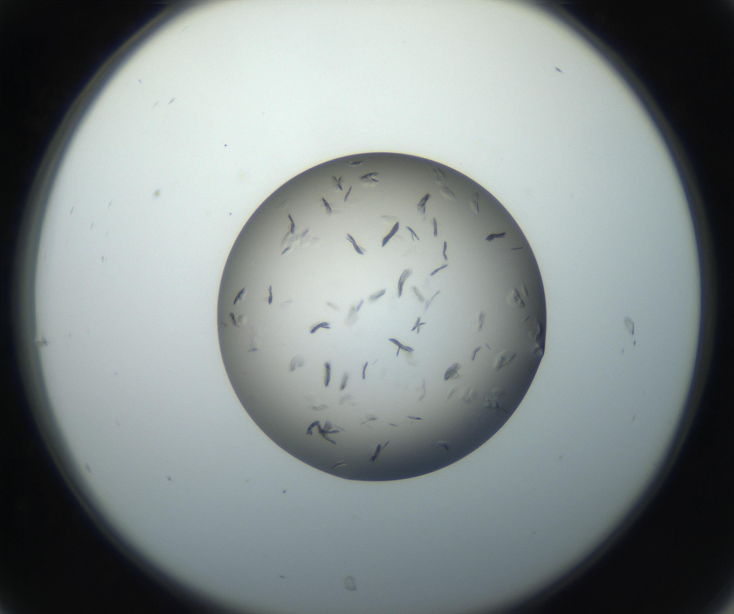 RI01_03_000_0212_Proj1_Clon1_MC_0000MC102716_003_160916_07_03_02_00_99_002_001_RAI.jpg