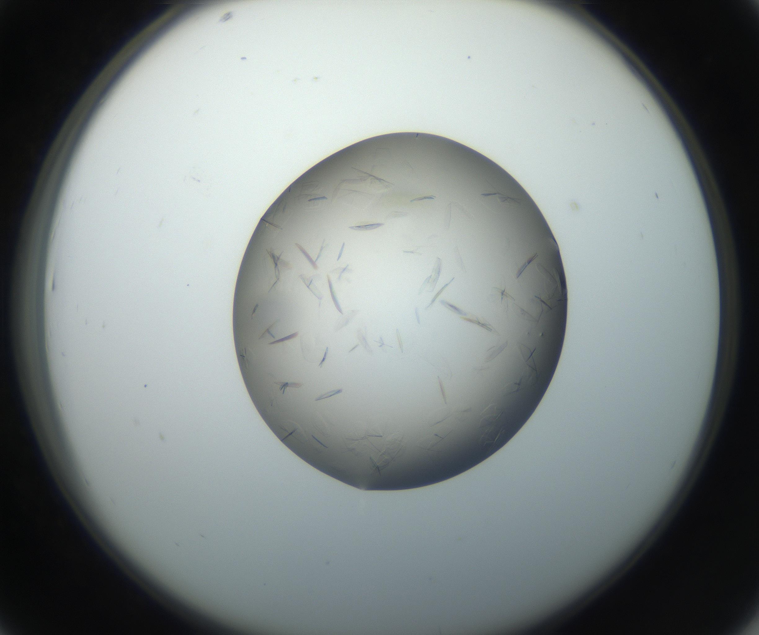 RI01_03_000_0212_Proj1_Clon1_MC_0000MC102716_003_160916_07_04_02_00_99_002_001_RAI.jpg