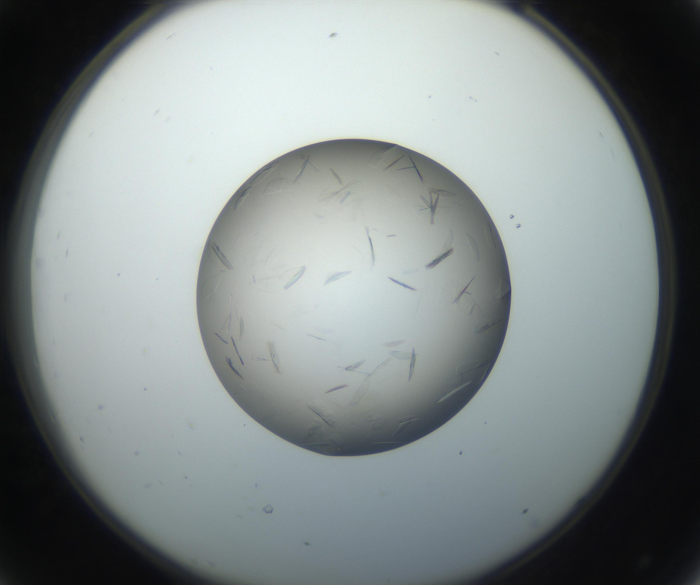 RI01_03_000_0212_Proj1_Clon1_MC_0000MC102716_003_160916_08_04_02_00_99_002_001_RAI.jpg