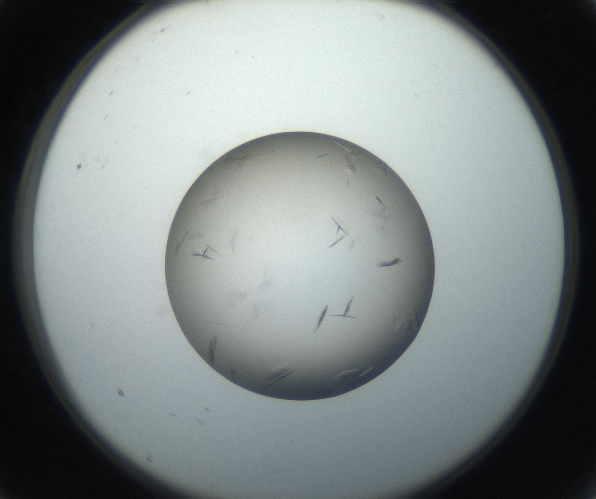RI01_03_000_0212_Proj1_Clon1_MC_0000MC102716_003_160916_09_01_02_00_99_002_001_RAI.jpg