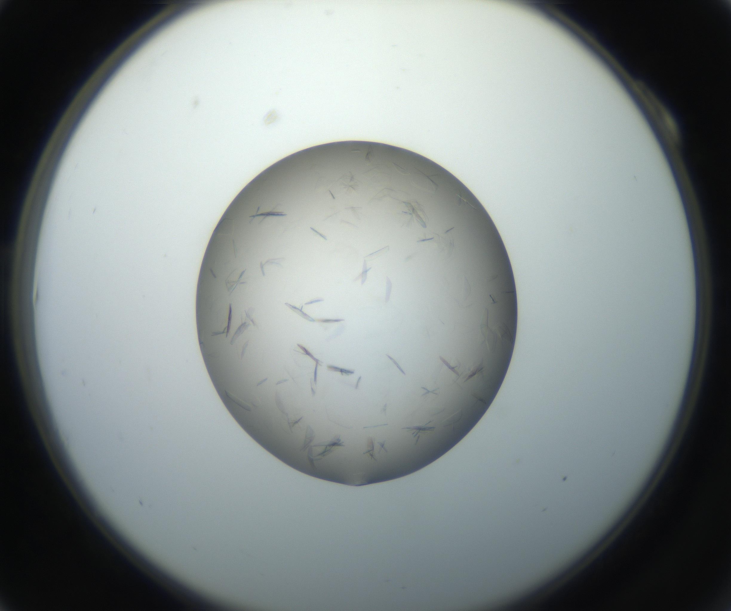 RI01_03_000_0212_Proj1_Clon1_MC_0000MC102716_003_160916_10_01_02_00_99_002_001_RAI.jpg