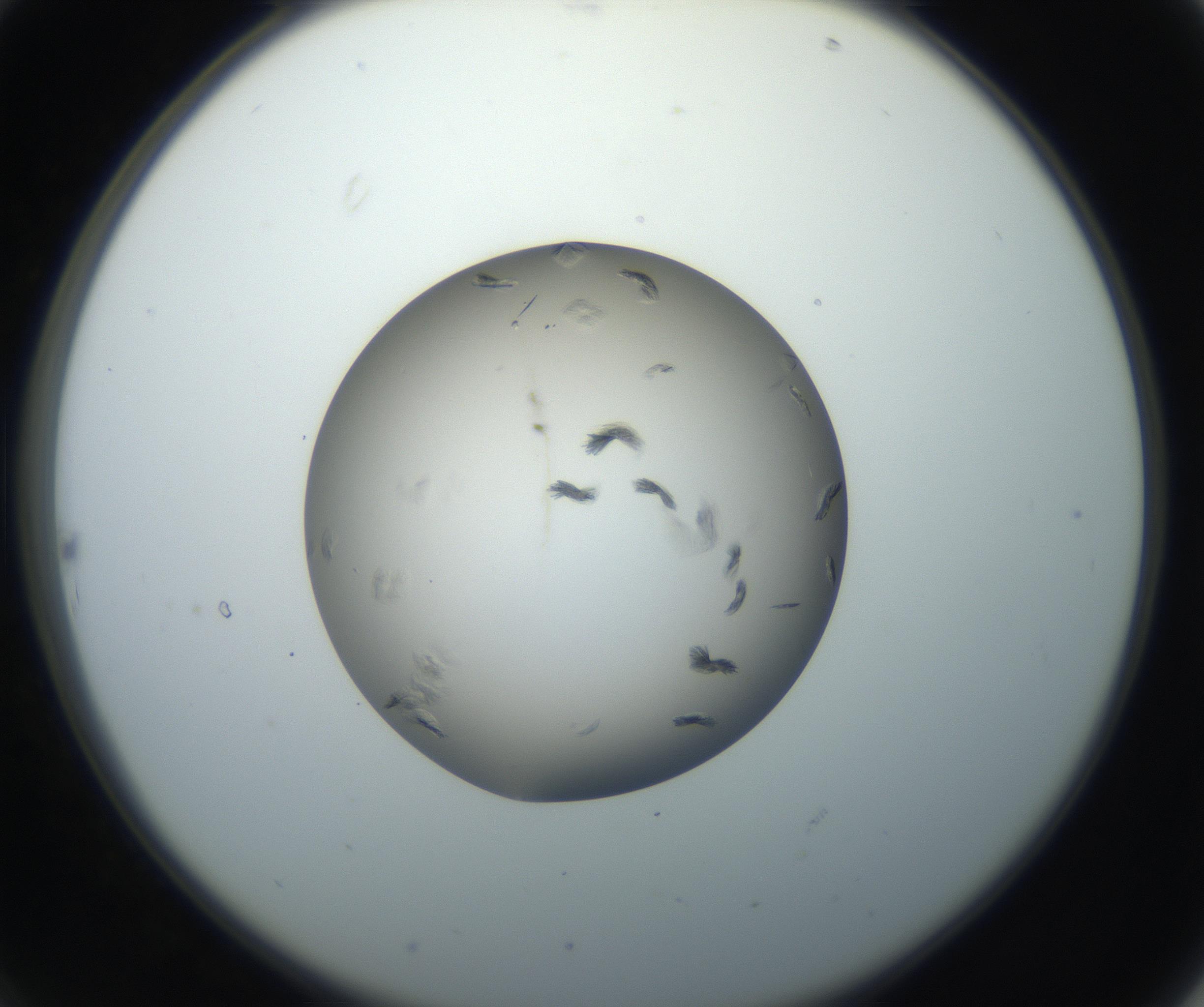RI01_03_000_0212_Proj1_Clon1_MC_0000MC102716_003_160916_10_02_02_00_99_002_001_RAI.jpg