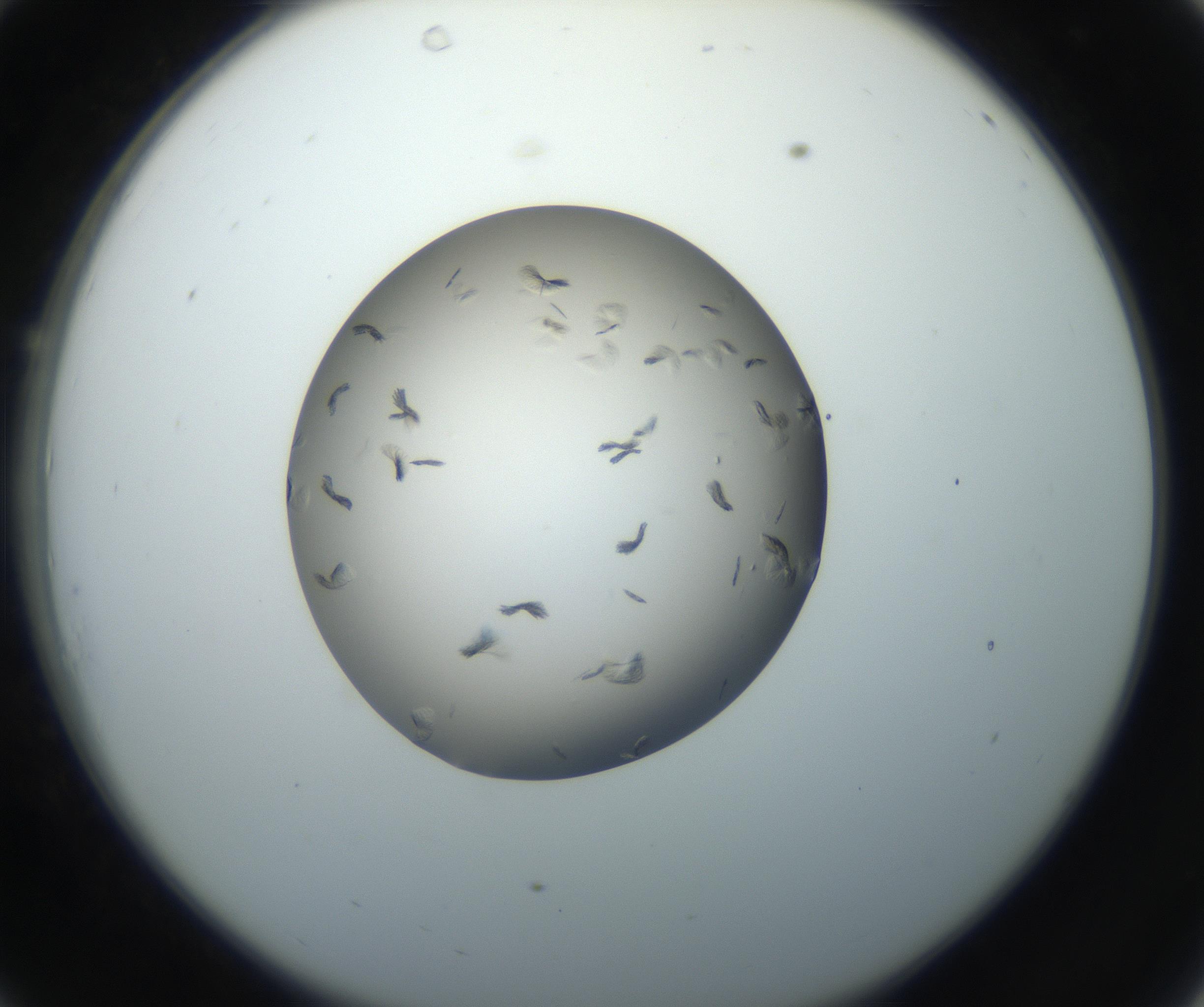 RI01_03_000_0212_Proj1_Clon1_MC_0000MC102716_003_160916_10_03_02_00_99_002_001_RAI.jpg