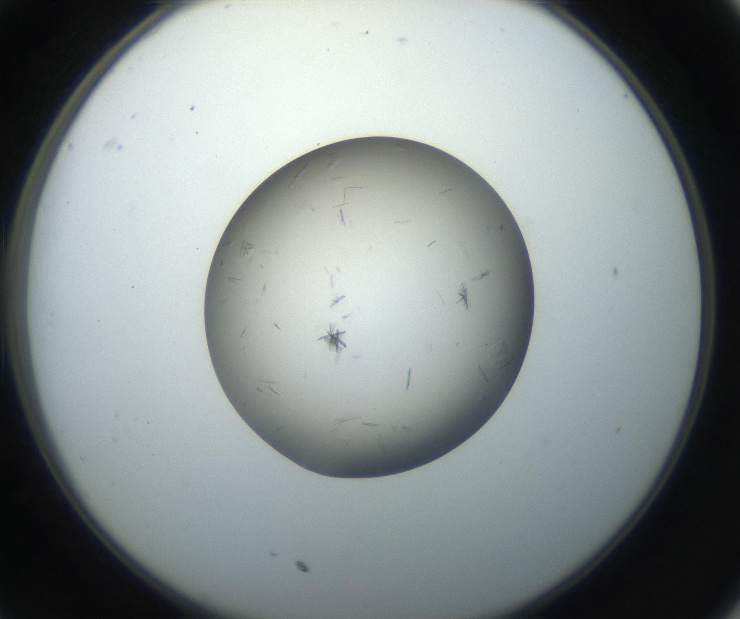RI01_03_000_0212_Proj1_Clon1_MC_0000MC102716_003_160916_11_03_02_00_99_002_001_RAI.jpg